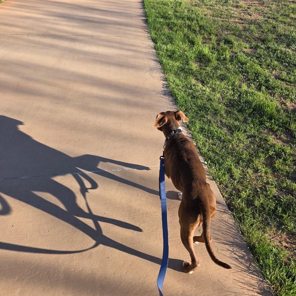 Enlarge Rocco, a Adoptable Pit Bull Terrier in Abilene, TX image 4/5