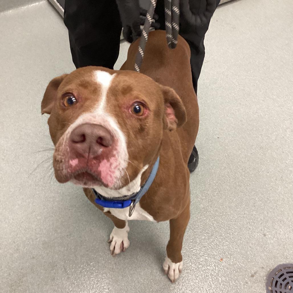 Enlarge Rocco, a Adoptable Pit Bull Terrier in Abilene, TX image 3/3