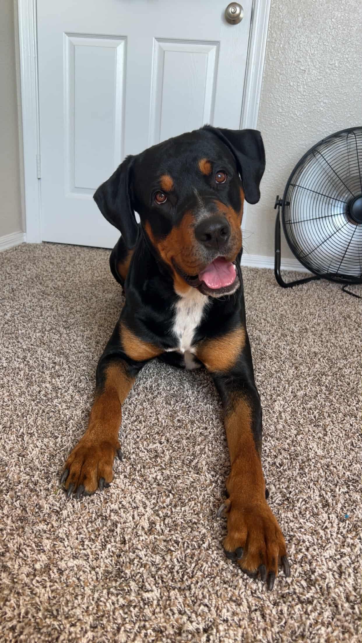 Enlarge Duke (Courtesy post), a Adopted Rottweiler in Phoenix, AZ image 1/1