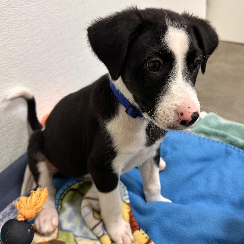 Mako, Adoptable, Puppy Male Mixed Breed.
