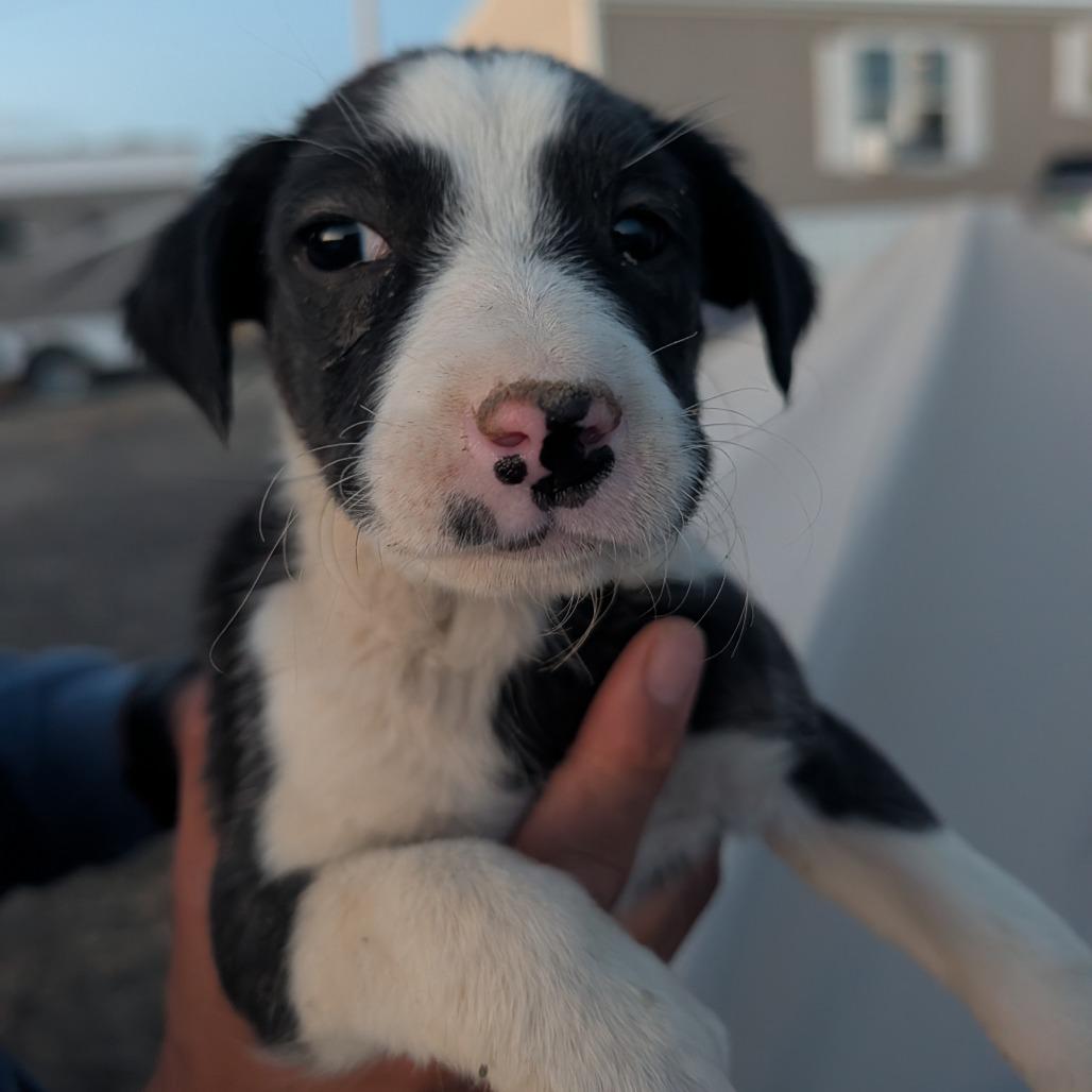 Enlarge Mako, a Adoptable Mixed Breed in Park City, UT image 1/1