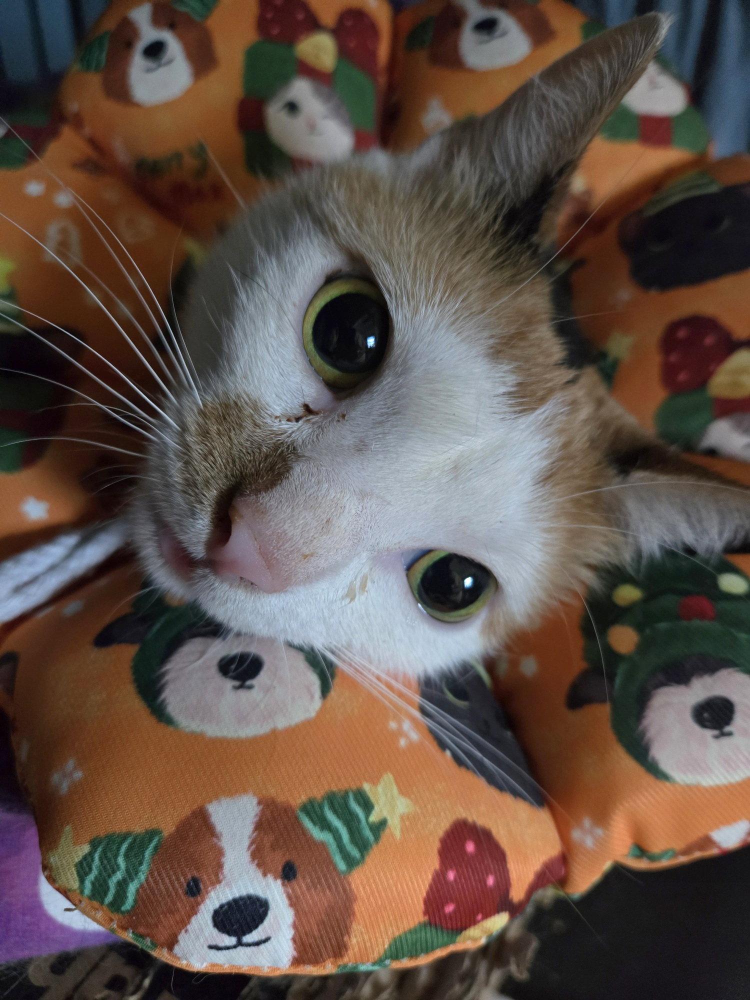 Loha (Matilda), Adopted, Adult Female Domestic Short Hair.