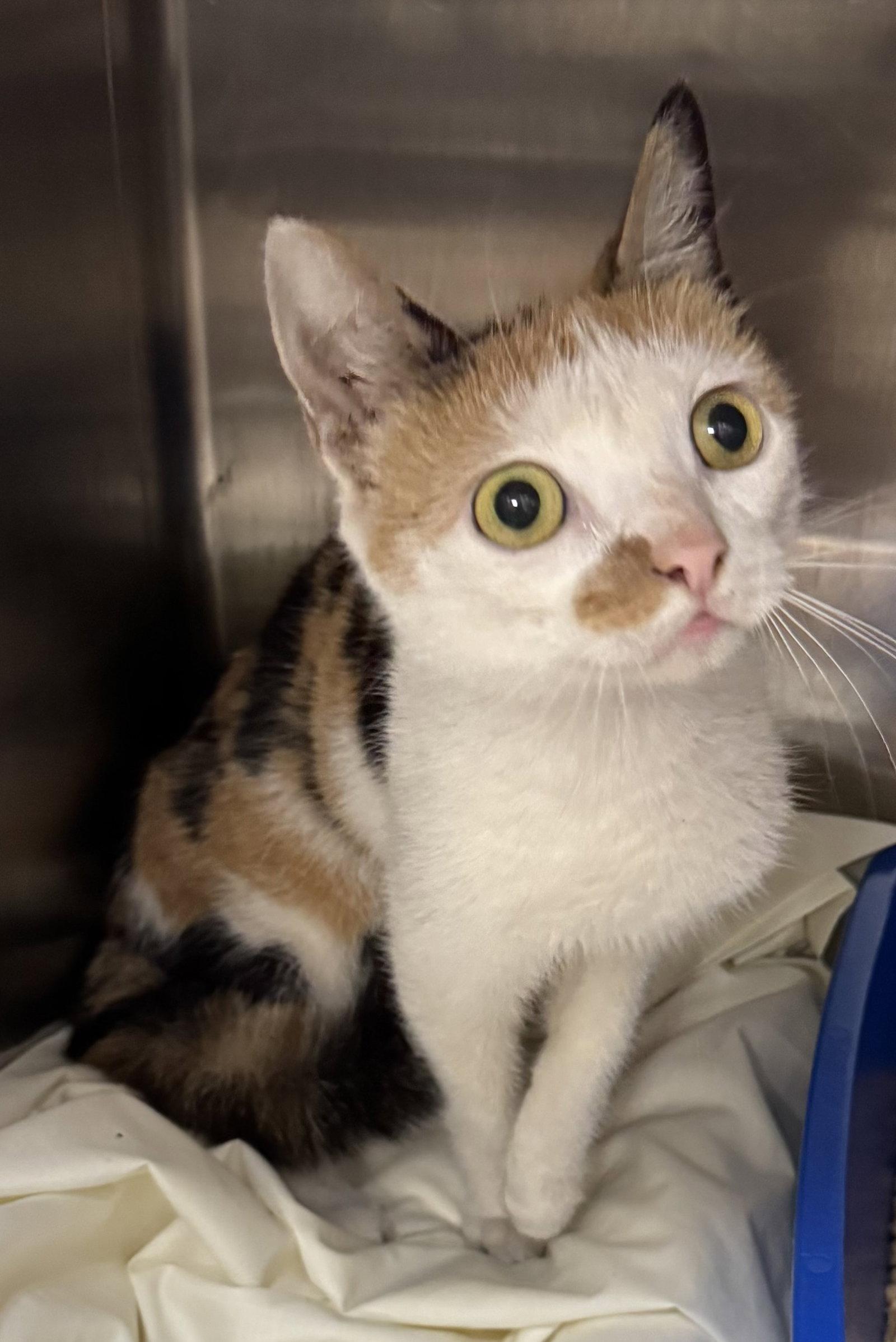 Loha (Matilda), a Adopted Domestic Short Hair in Trenton, NJ image 2/2