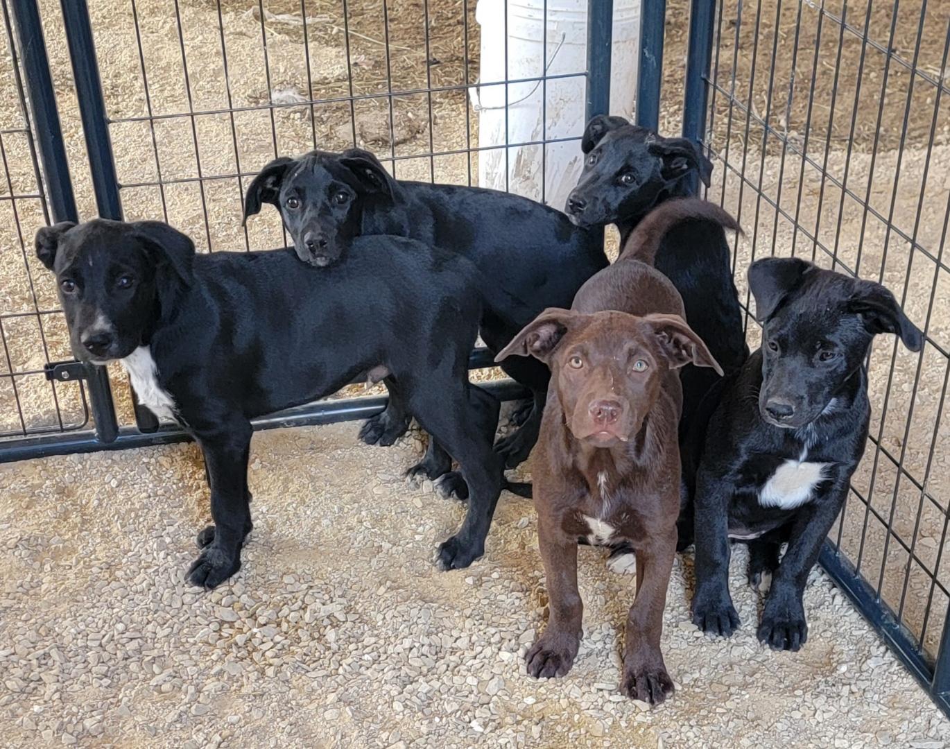 Lab-Pit mix puppies