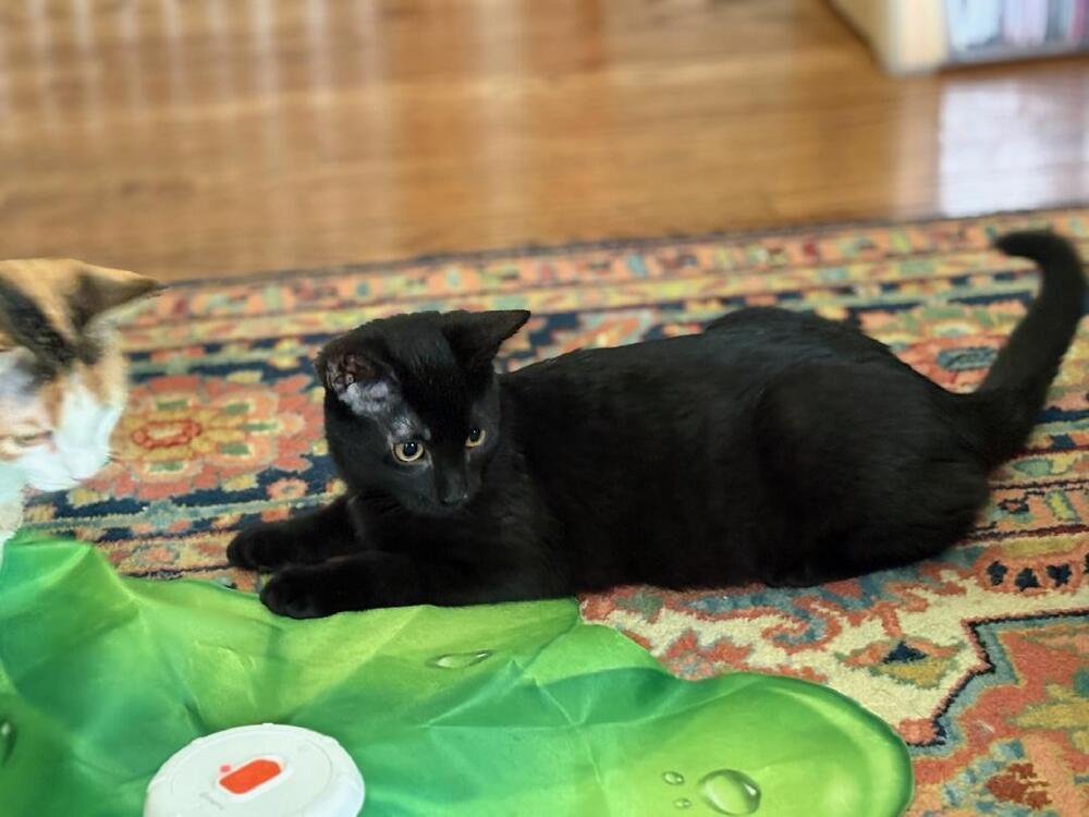 Waldo, Adoptable, Kitten Male Domestic Short Hair.