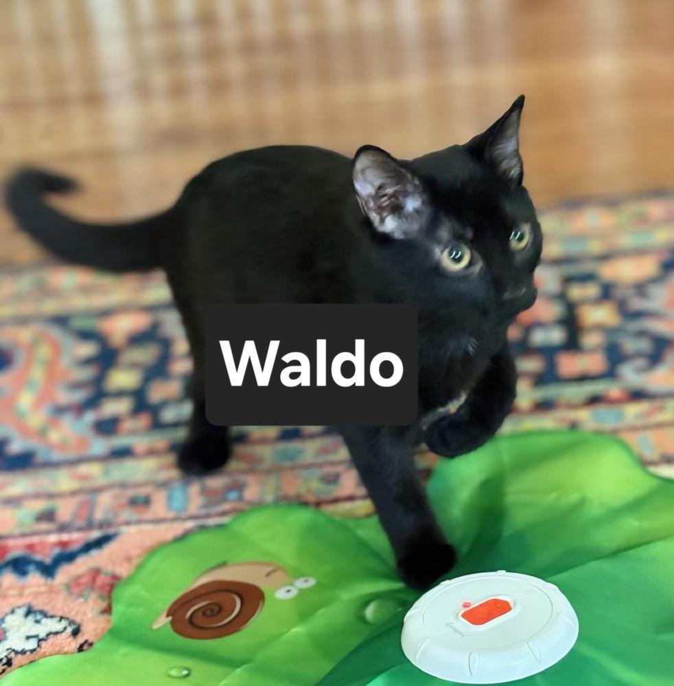 Enlarge Waldo, a Adoptable Domestic Short Hair in Wilson, NC image 2/2
