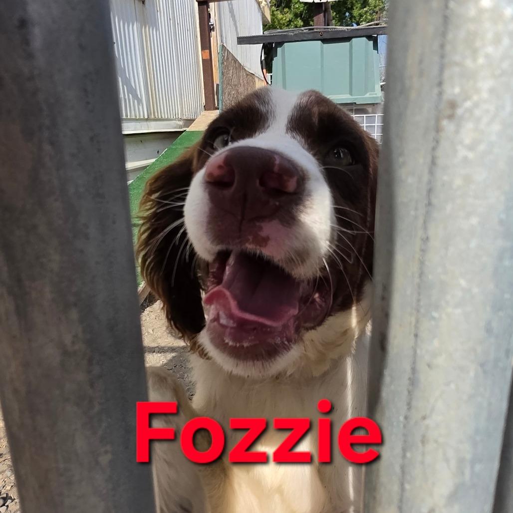 Enlarge Fozzie, a Adoptable English Springer Spaniel in West Richland, WA image 1/4
