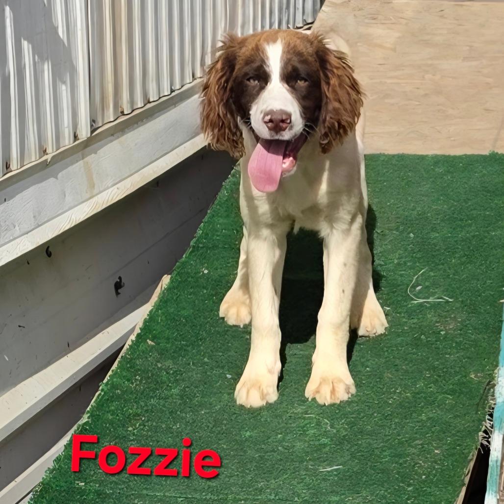 Enlarge Fozzie, a Adoptable English Springer Spaniel in West Richland, WA image 2/4