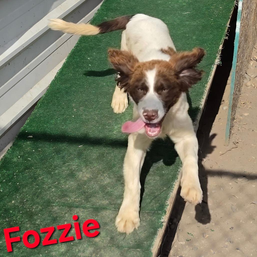 Enlarge Fozzie, a Adoptable English Springer Spaniel in West Richland, WA image 3/4