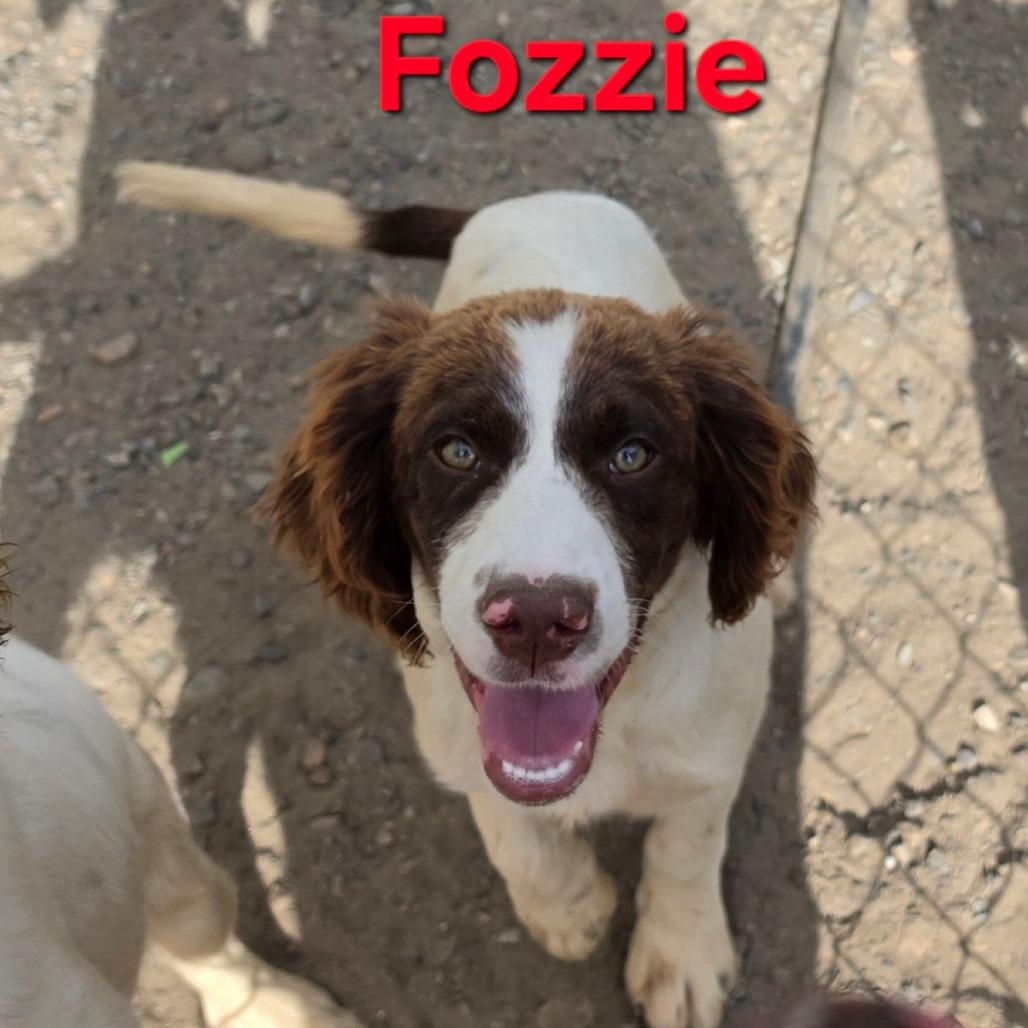 Enlarge Fozzie, a Adoptable English Springer Spaniel in West Richland, WA image 4/4