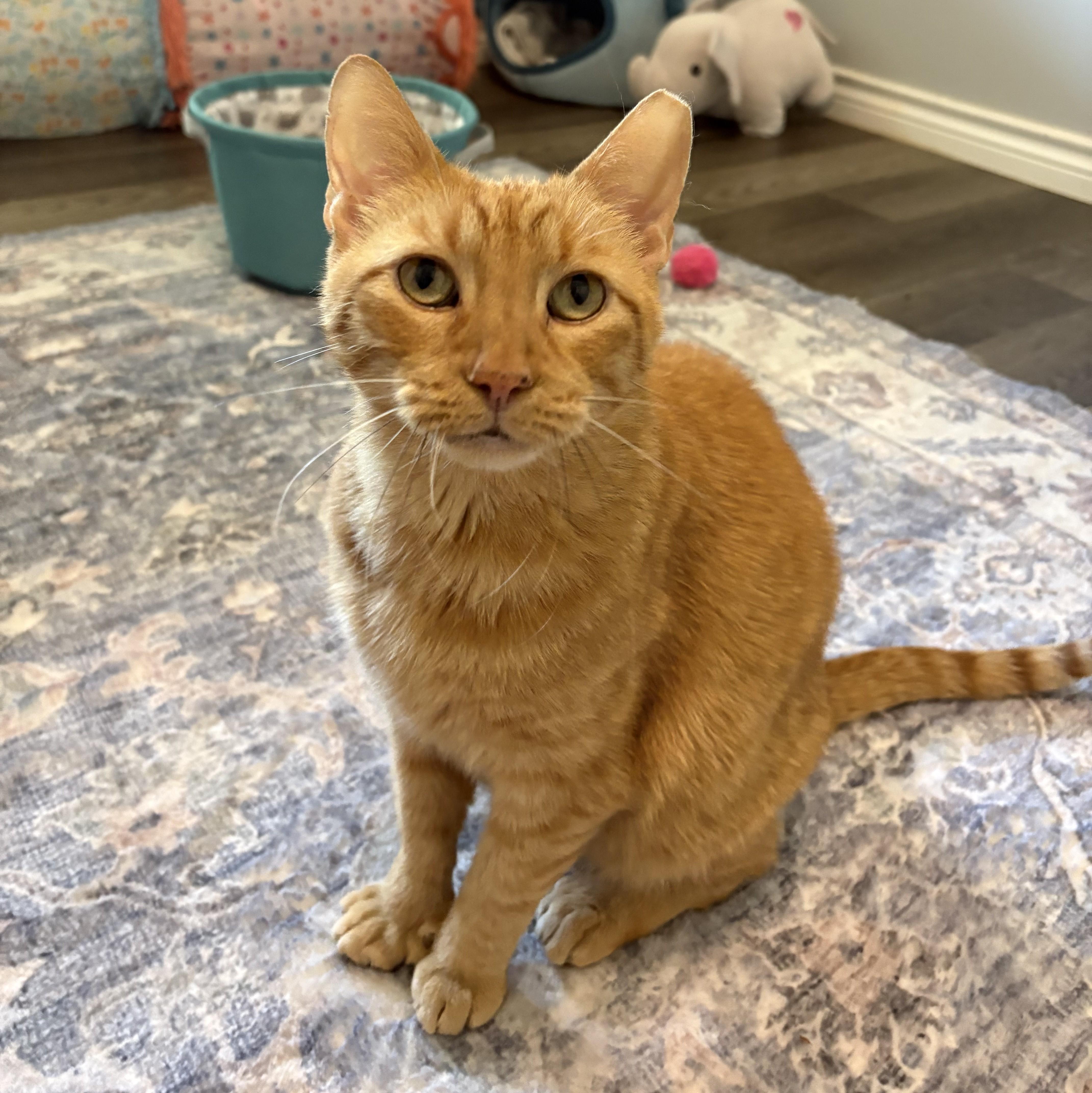Enlarge Leo... with toes to spare, a Adoptable Domestic Short Hair in Niantic, CT image 1/6