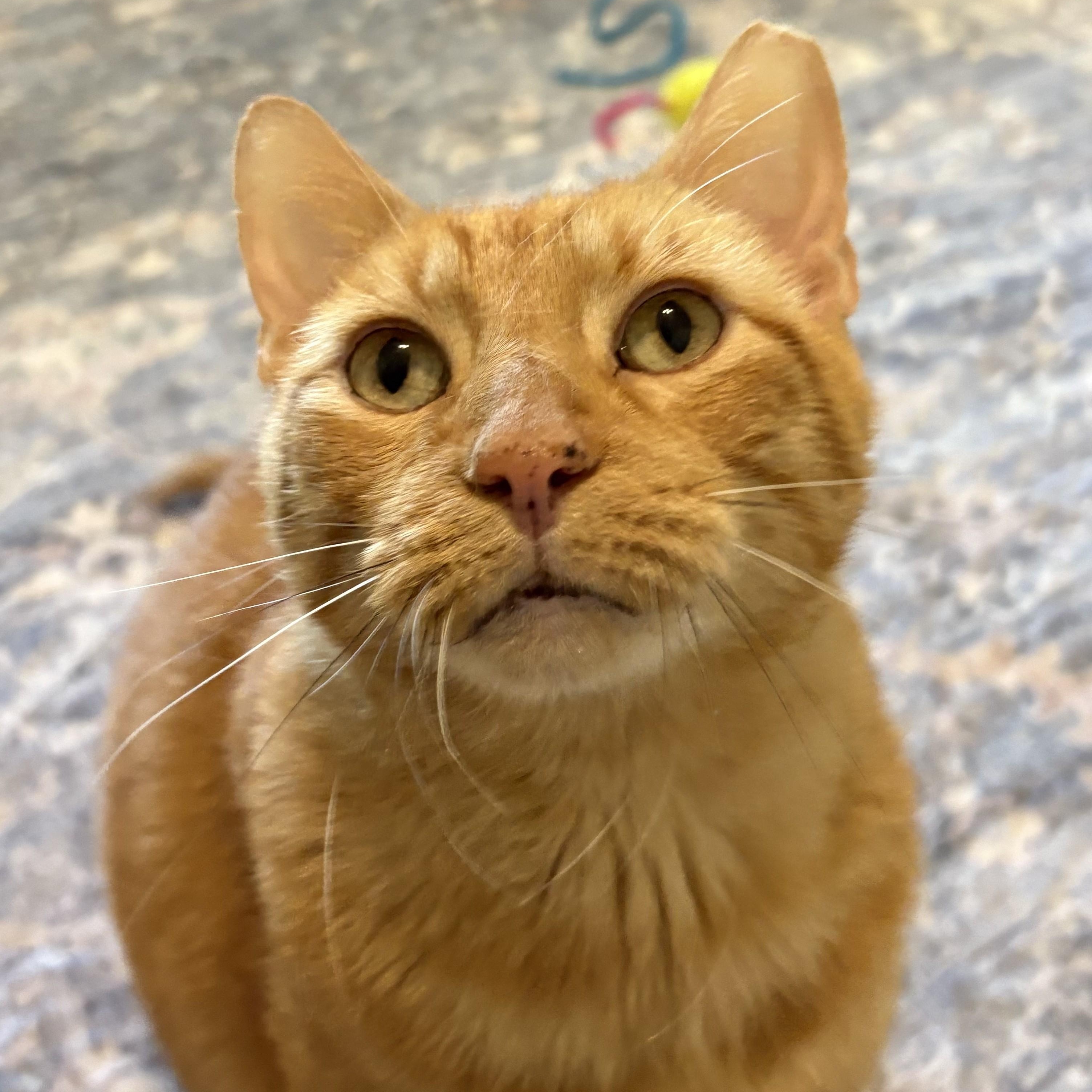 Enlarge Leo... with toes to spare, a Adoptable Domestic Short Hair in Niantic, CT image 3/6