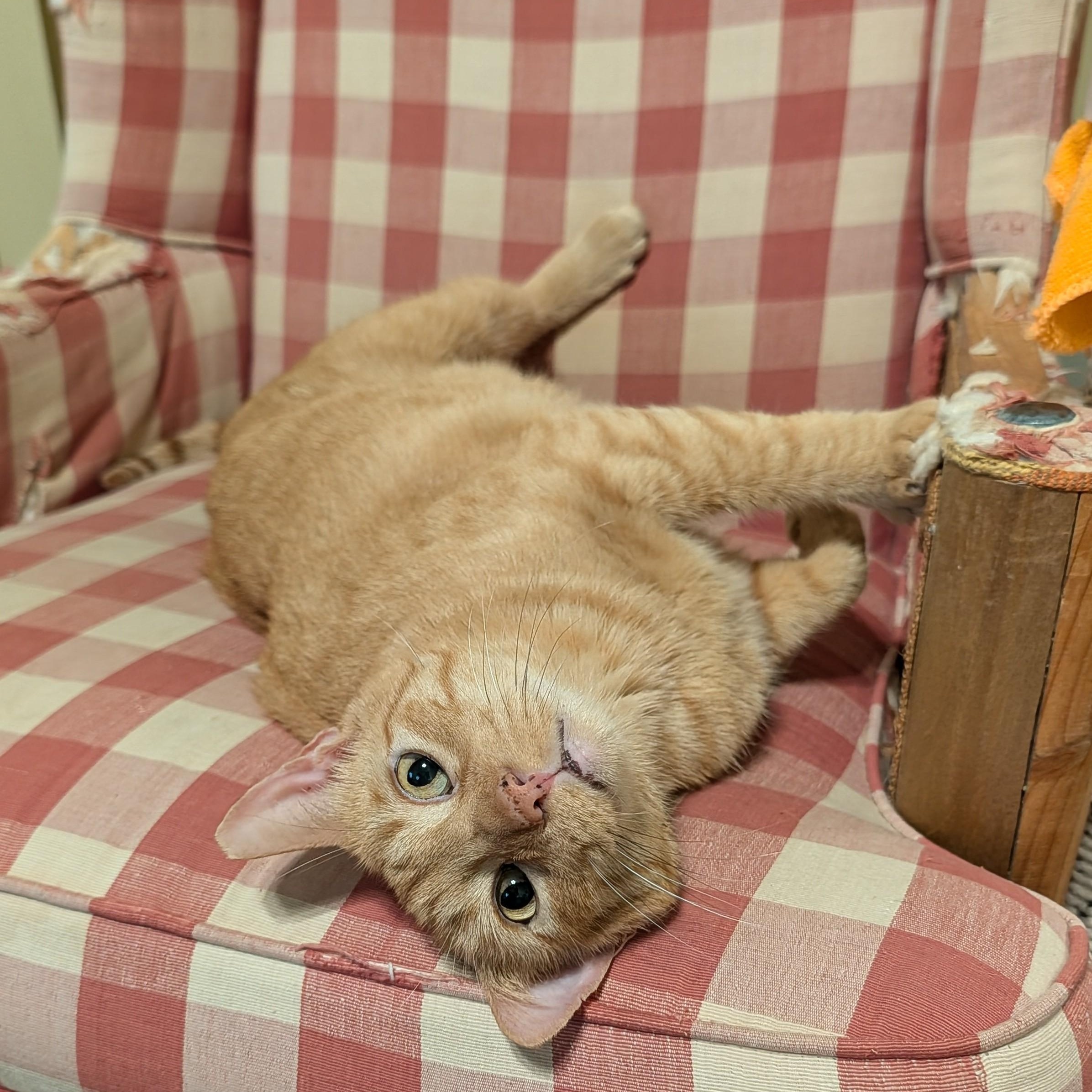 Enlarge Leo... with toes to spare, a Adoptable Domestic Short Hair in Niantic, CT image 5/6