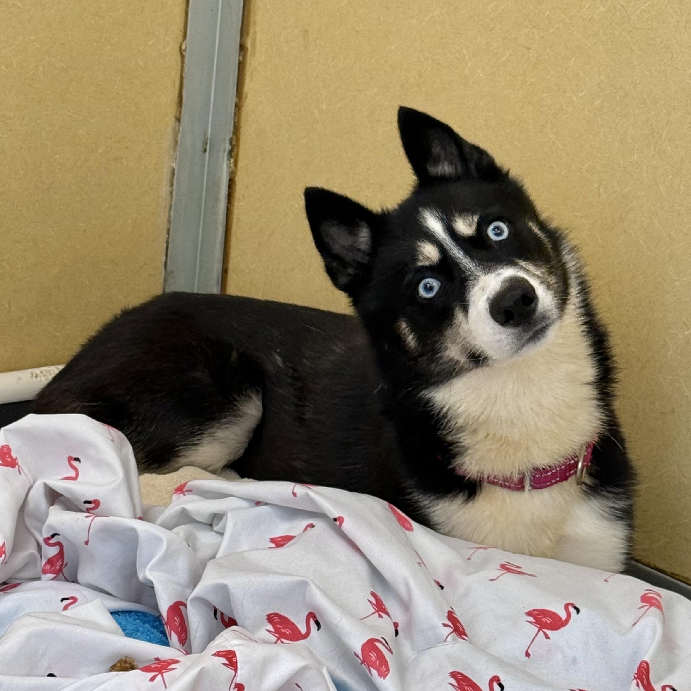 Jenny Gump, Adoptable, Adult Female Husky.
