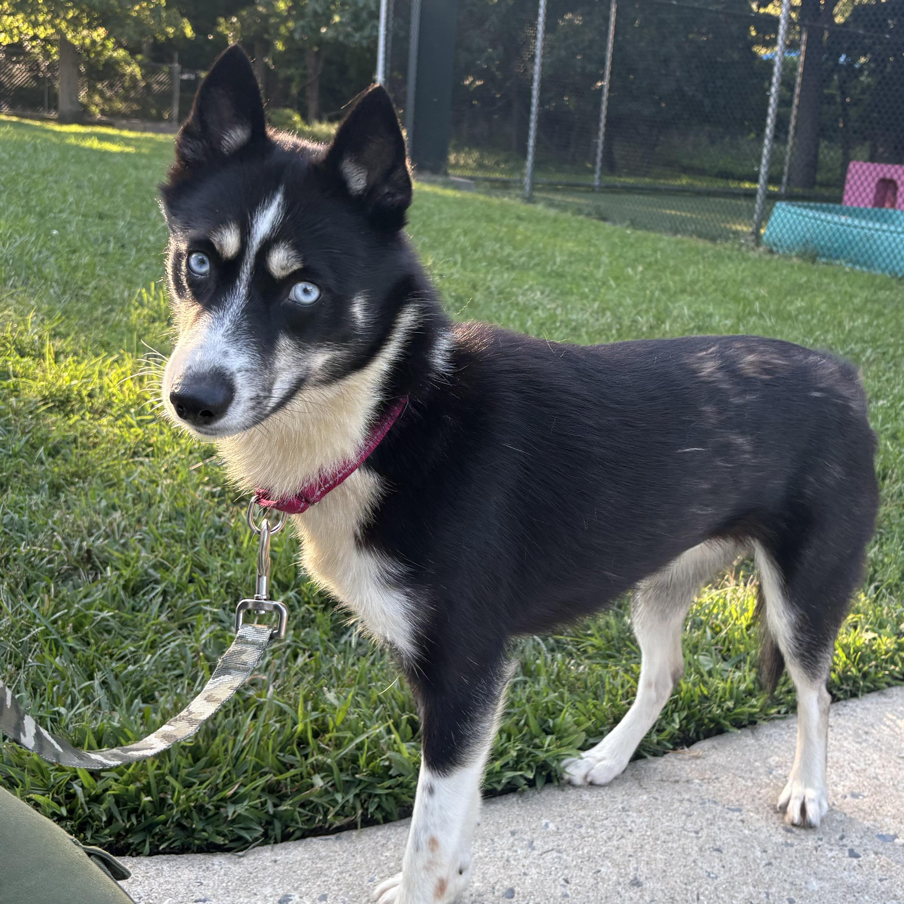 Enlarge Jenny Gump, a Adoptable mixed breed in Eatontown, NJ image 2/5