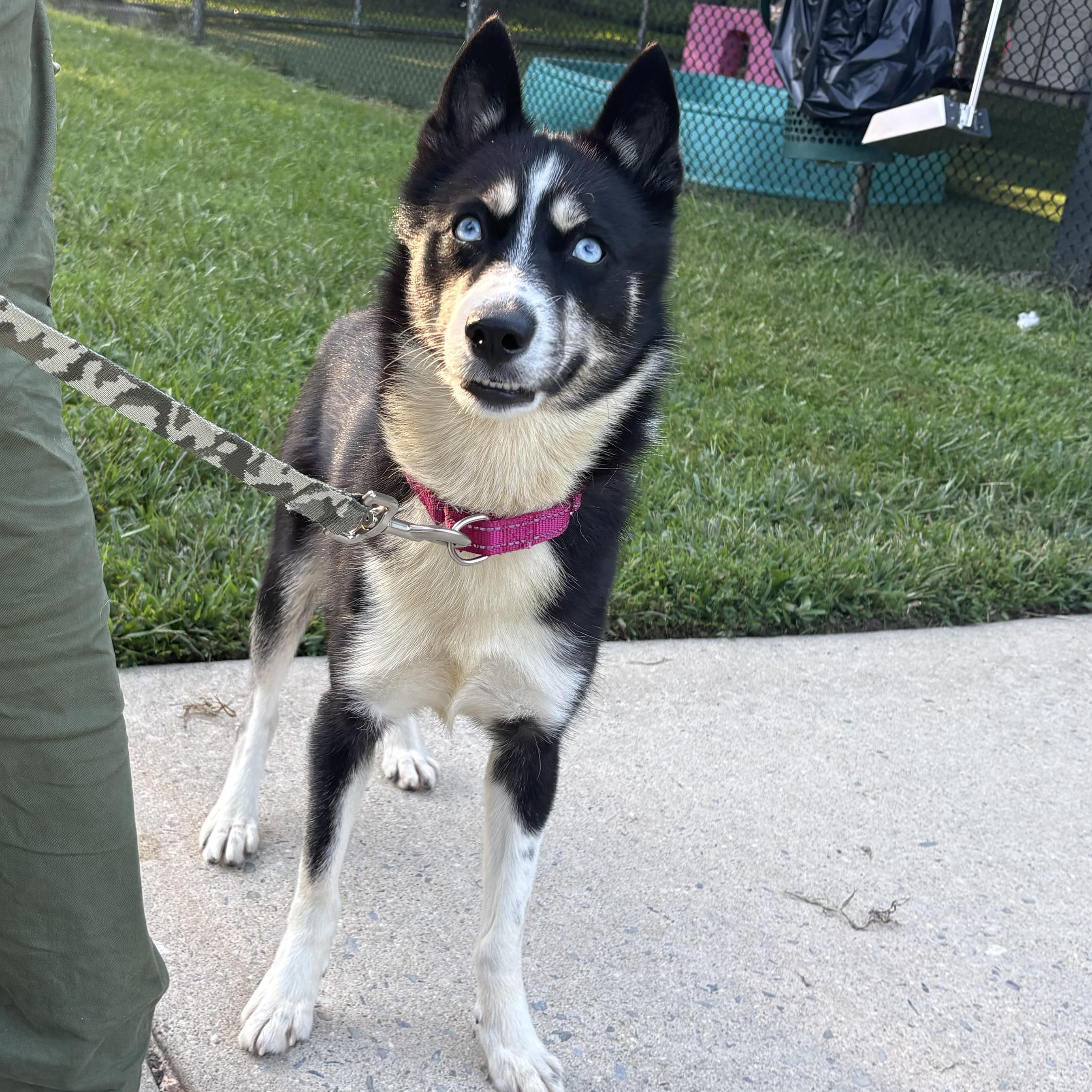 Enlarge Jenny Gump, a Adoptable mixed breed in Eatontown, NJ image 4/5