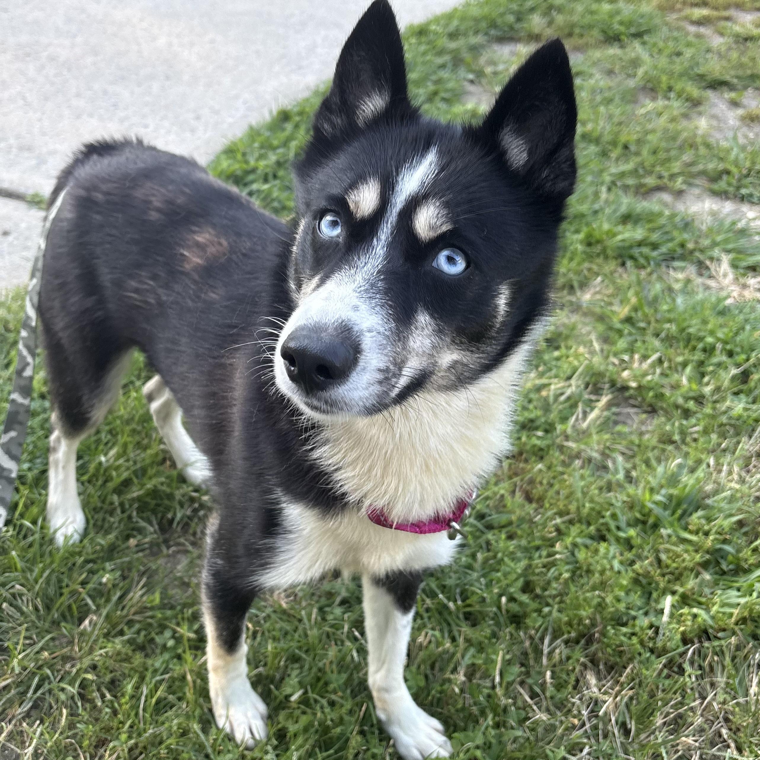 Enlarge Jenny Gump, a Adoptable mixed breed in Eatontown, NJ image 5/5