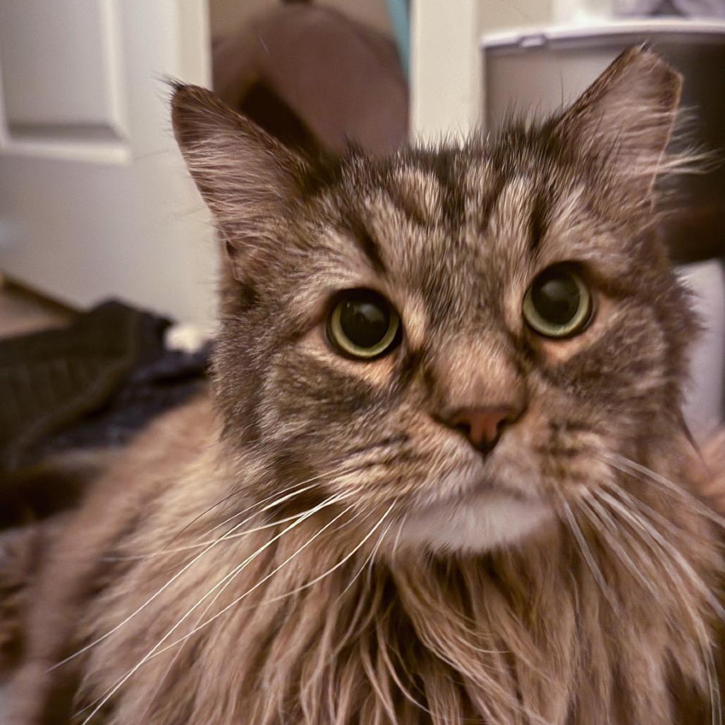 Leo, Adoptable, Adult Male Domestic Long Hair.