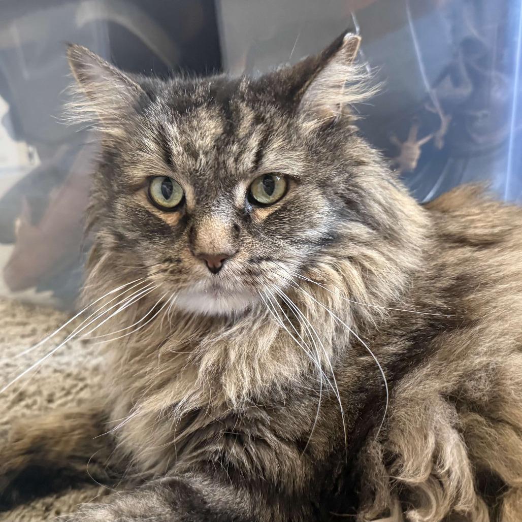Enlarge Leo, a Adoptable Domestic Long Hair in Salt Lake City, UT image 2/6