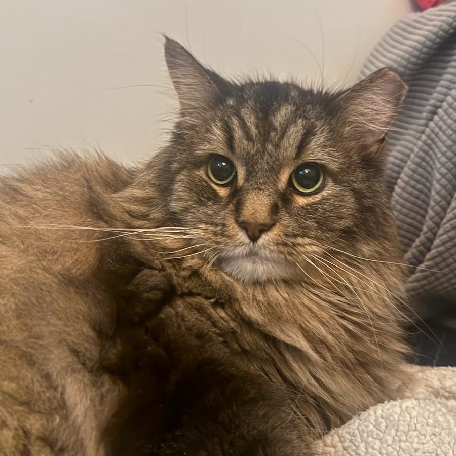 Leo, a Adoptable Domestic Long Hair in Salt Lake City, UT image 1/4
