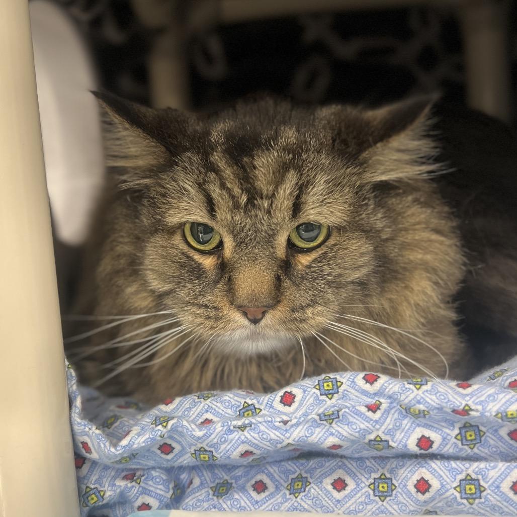 Leo, Adoptable, Adult Male Domestic Long Hair.