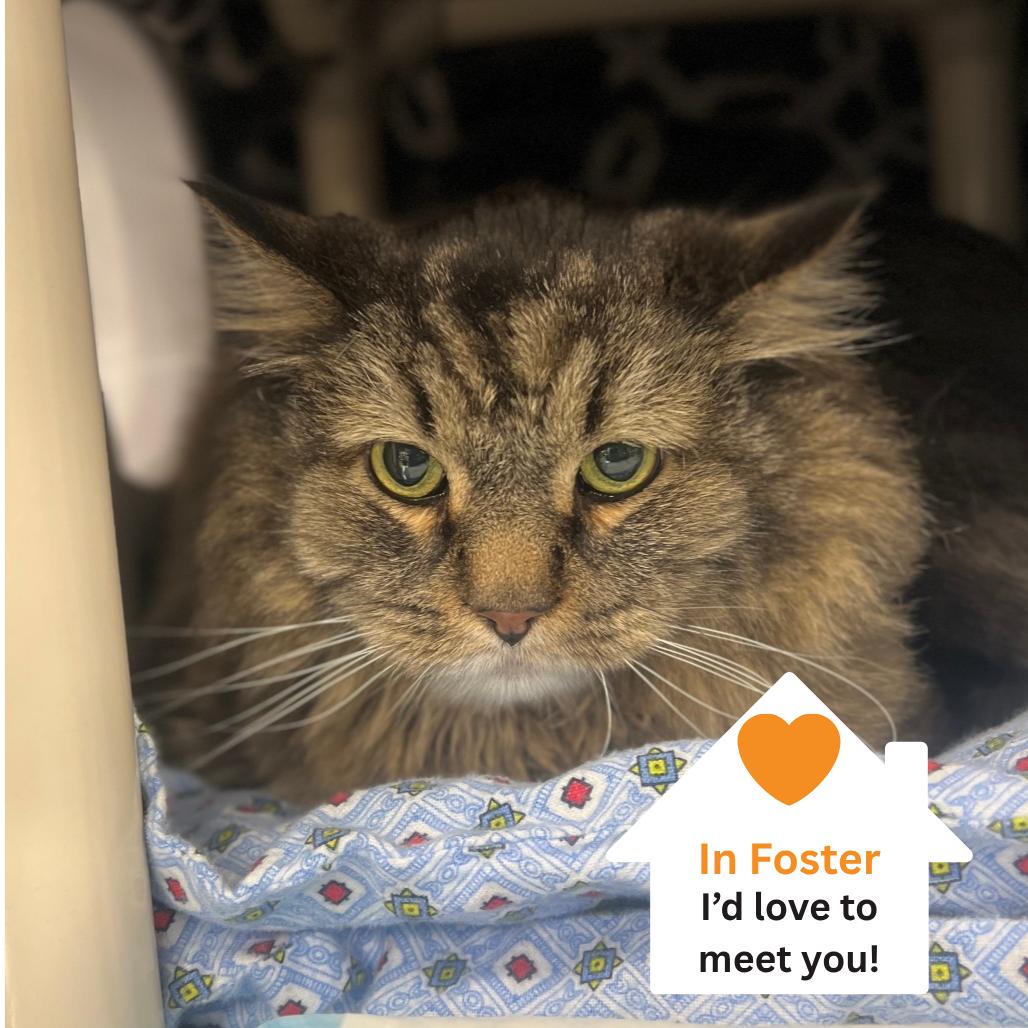 Leo, a Adoptable Domestic Long Hair in Salt Lake City, UT image 2/2