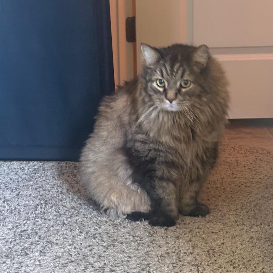 Leo, a Adoptable Domestic Long Hair in Salt Lake City, UT image 4/4