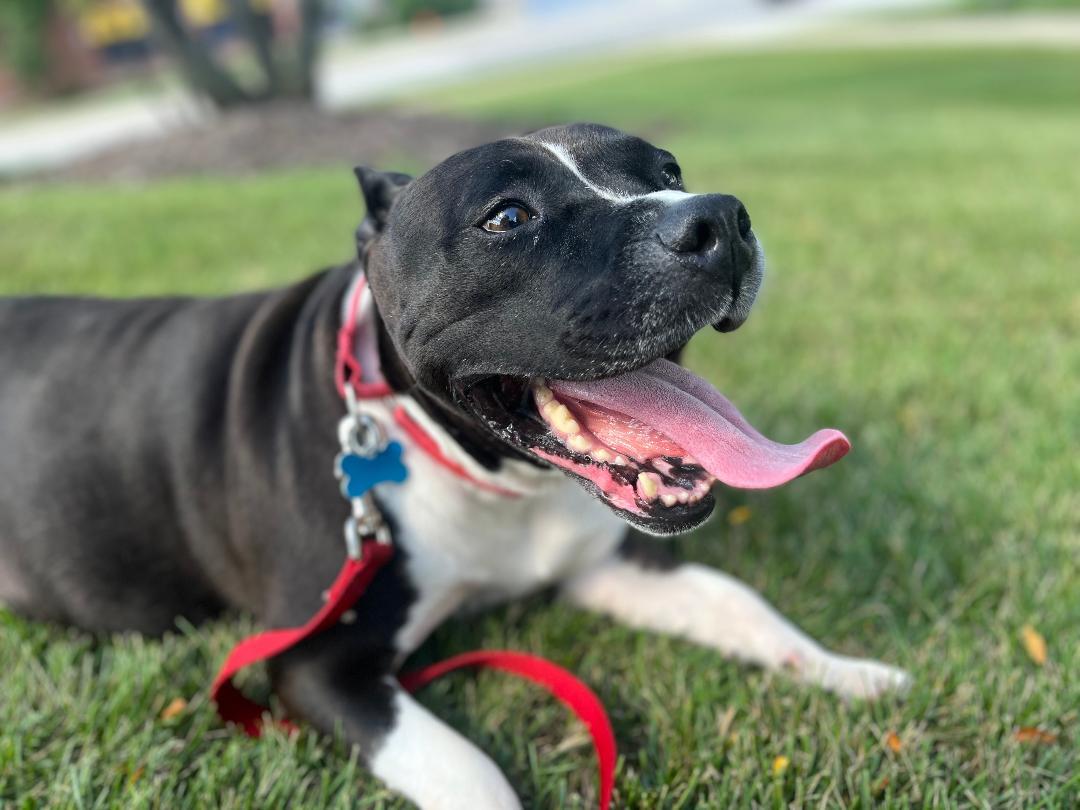 Patty, a Adoptable mixed breed in Naperville, IL image 1/4