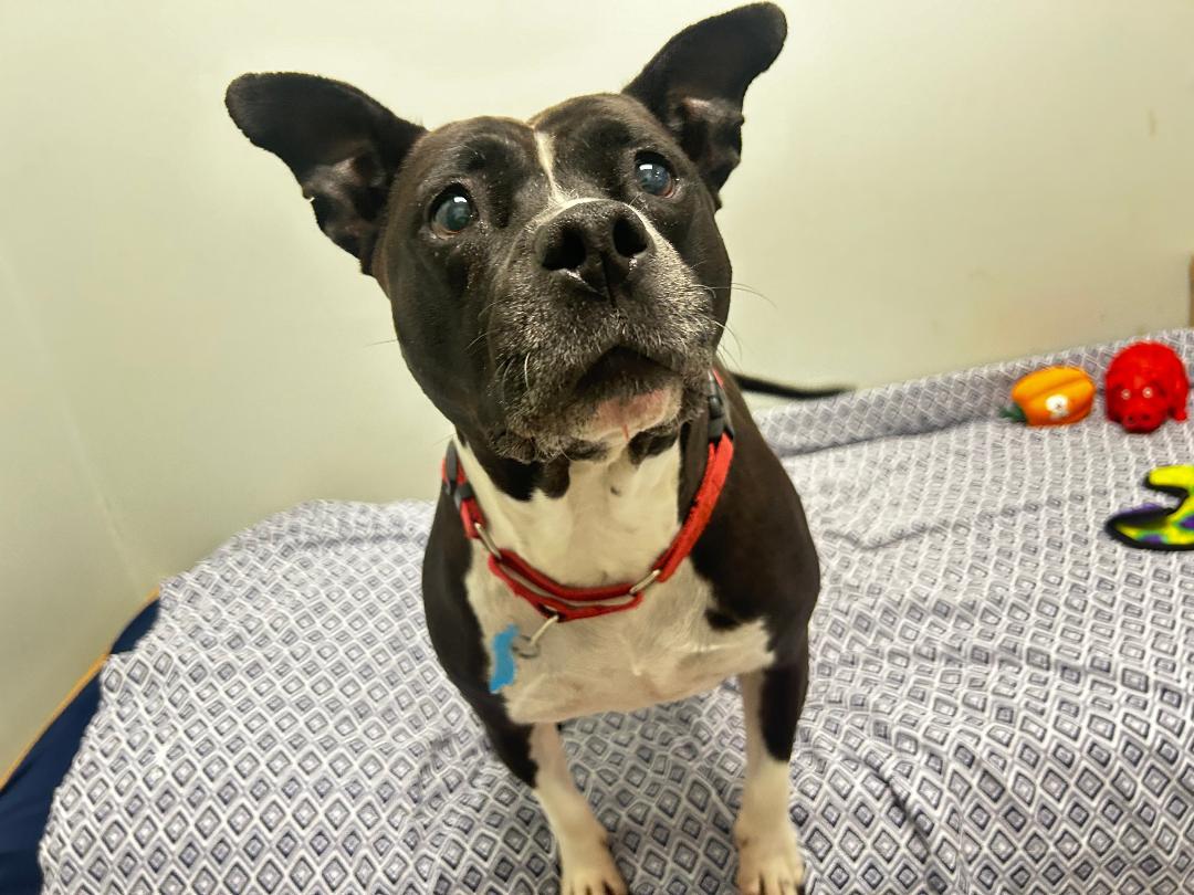 Patty, Adoptable, Adult Female Pit Bull Terrier.