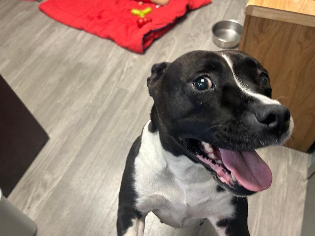 Patty, a Adoptable mixed breed in Naperville, IL image 2/4