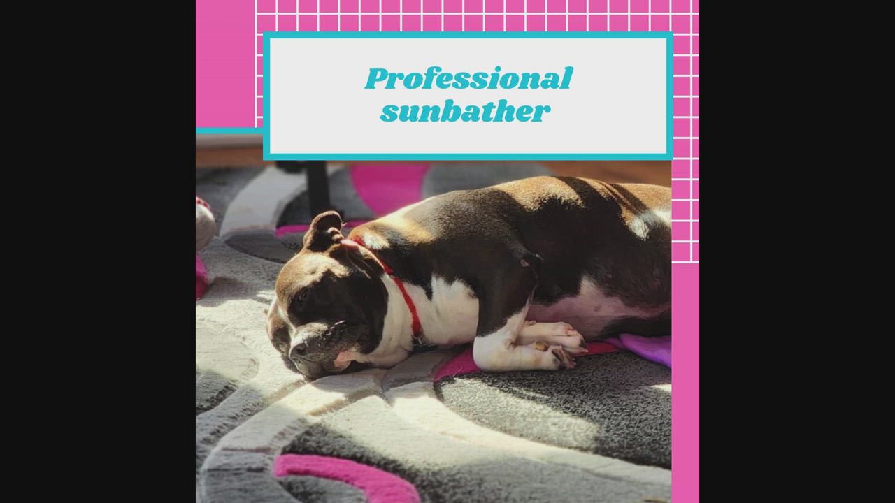 Enlarge Patty, a Adoptable mixed breed in Naperville, IL video 5/5