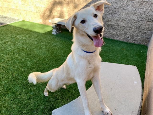 DOTSON, Adoptable, Young Male Labrador Retriever & Mixed Breed.