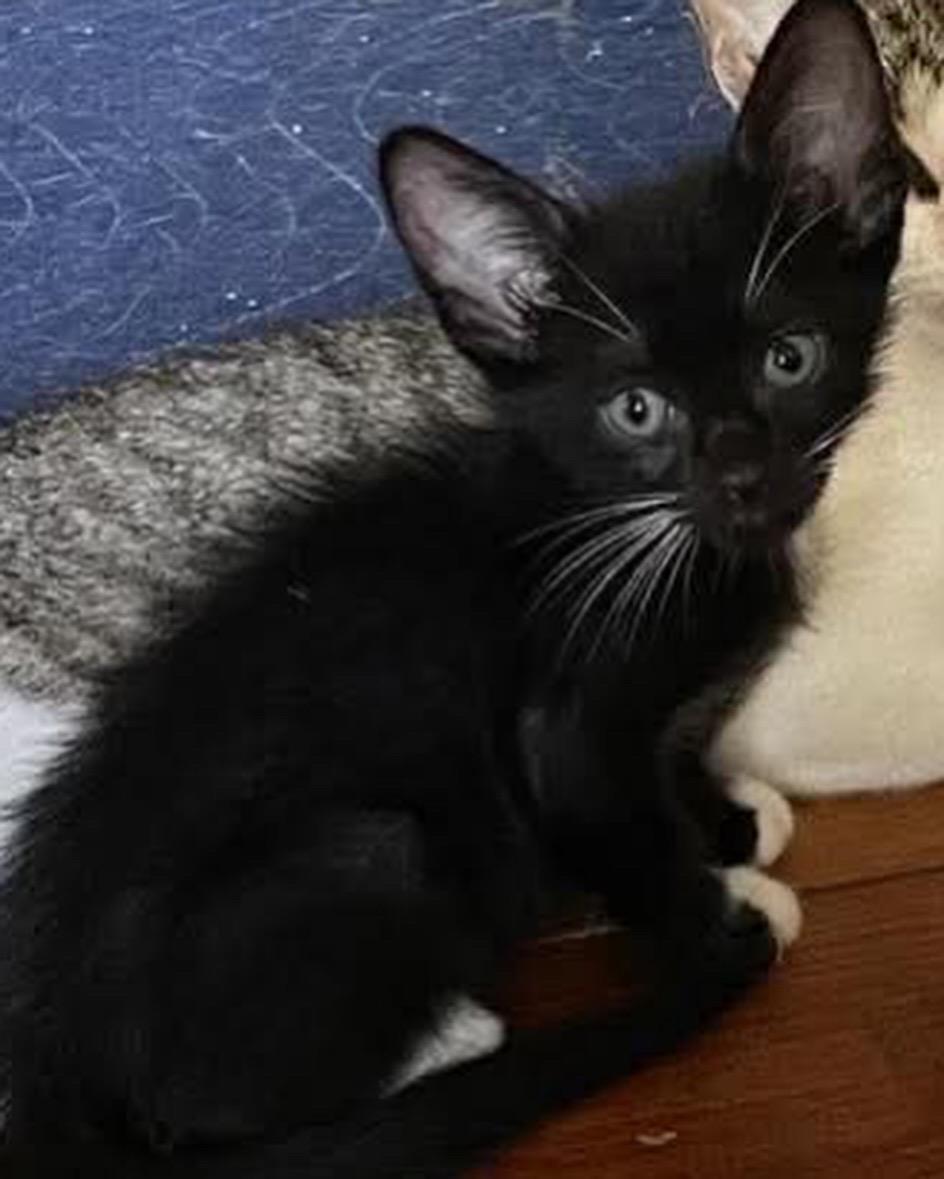 Hopper and Santini, a ADOPTABLE Domestic Short Hair in Vernal, UT image 1/2