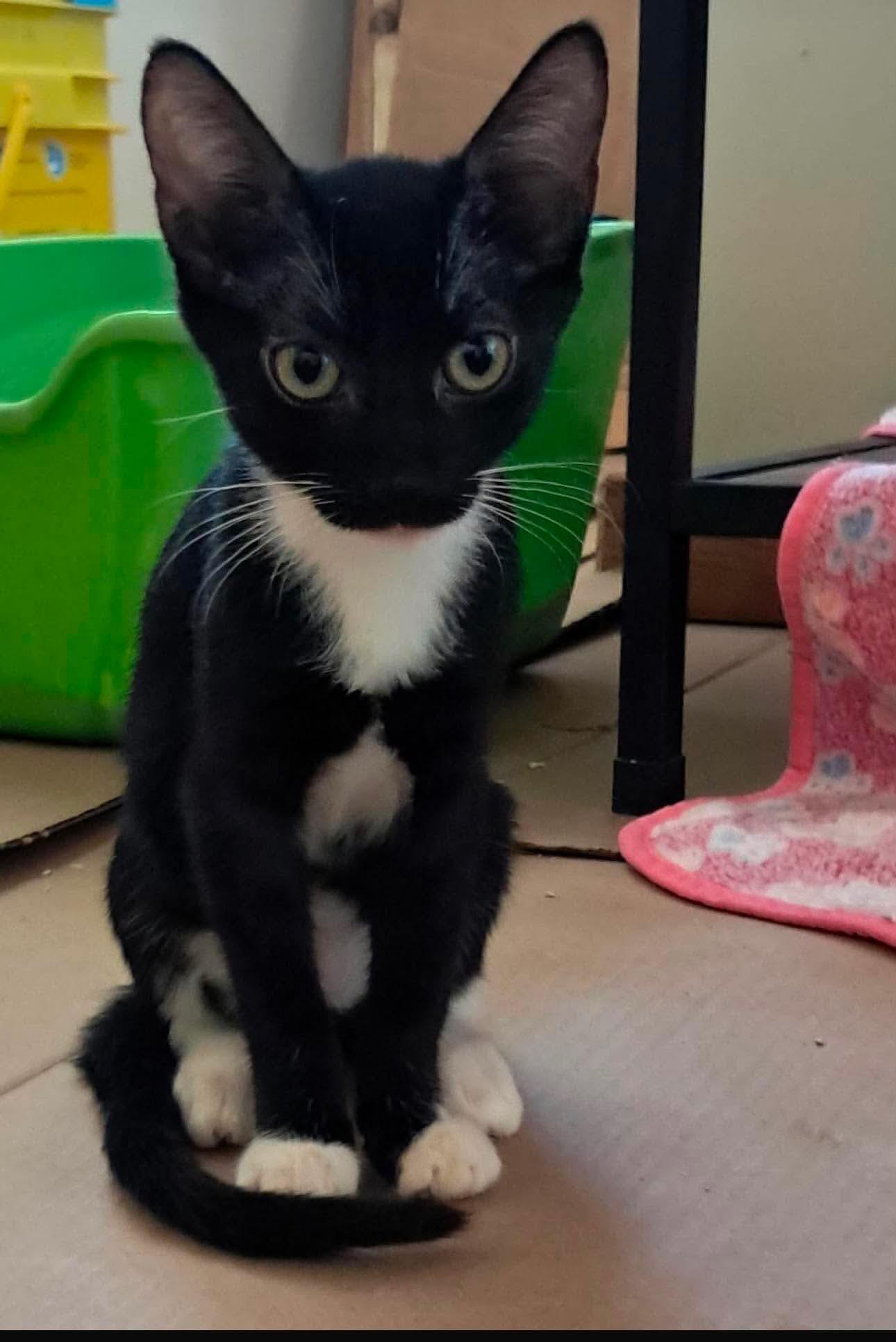 Hopper and Santini, a ADOPTABLE Domestic Short Hair in Vernal, UT image 2/2