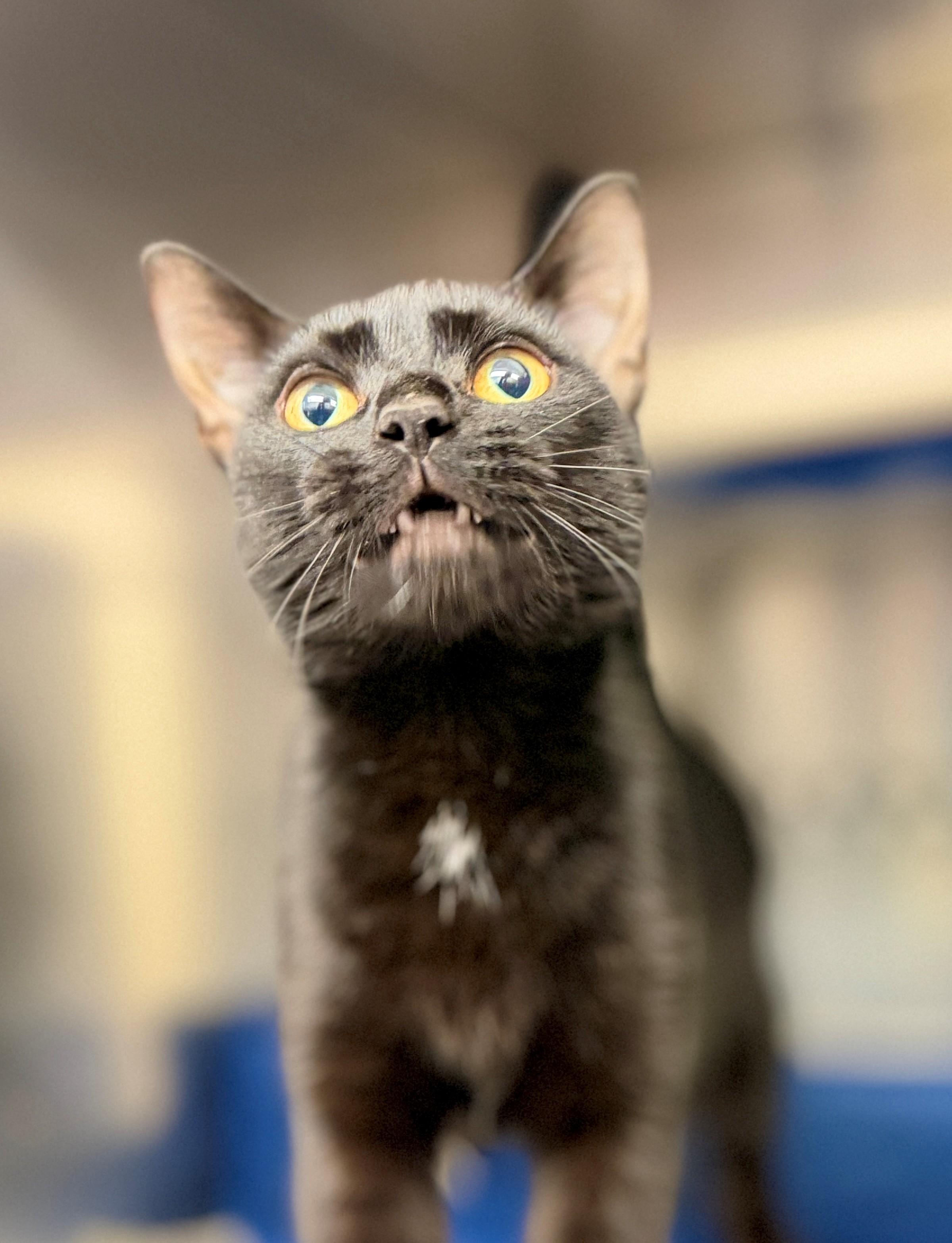 Enlarge Vanilla Bean, a Adoptable Domestic Short Hair in Hamilton, ON image 2/3