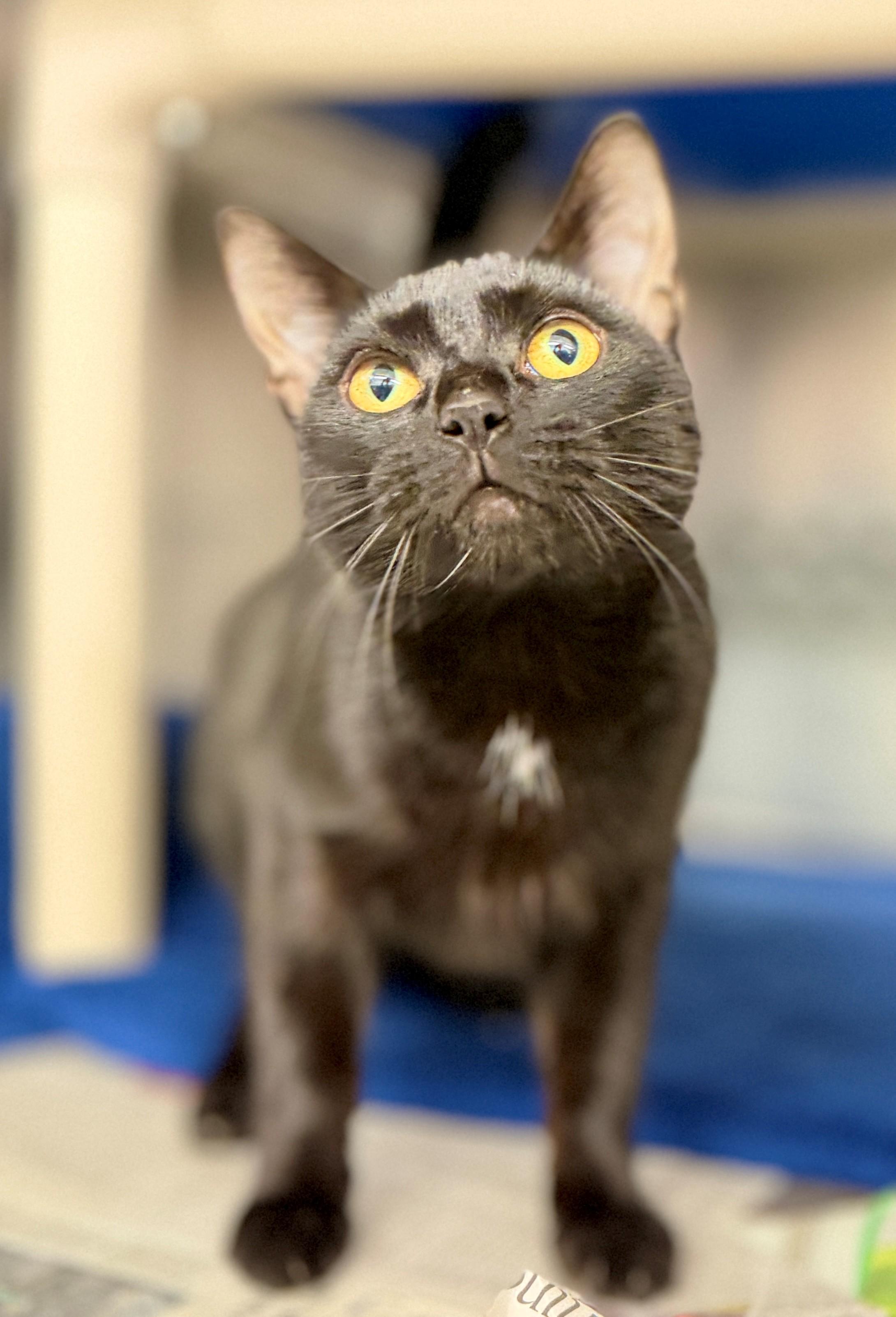 Enlarge Vanilla Bean, a Adoptable Domestic Short Hair in Hamilton, ON image 1/3