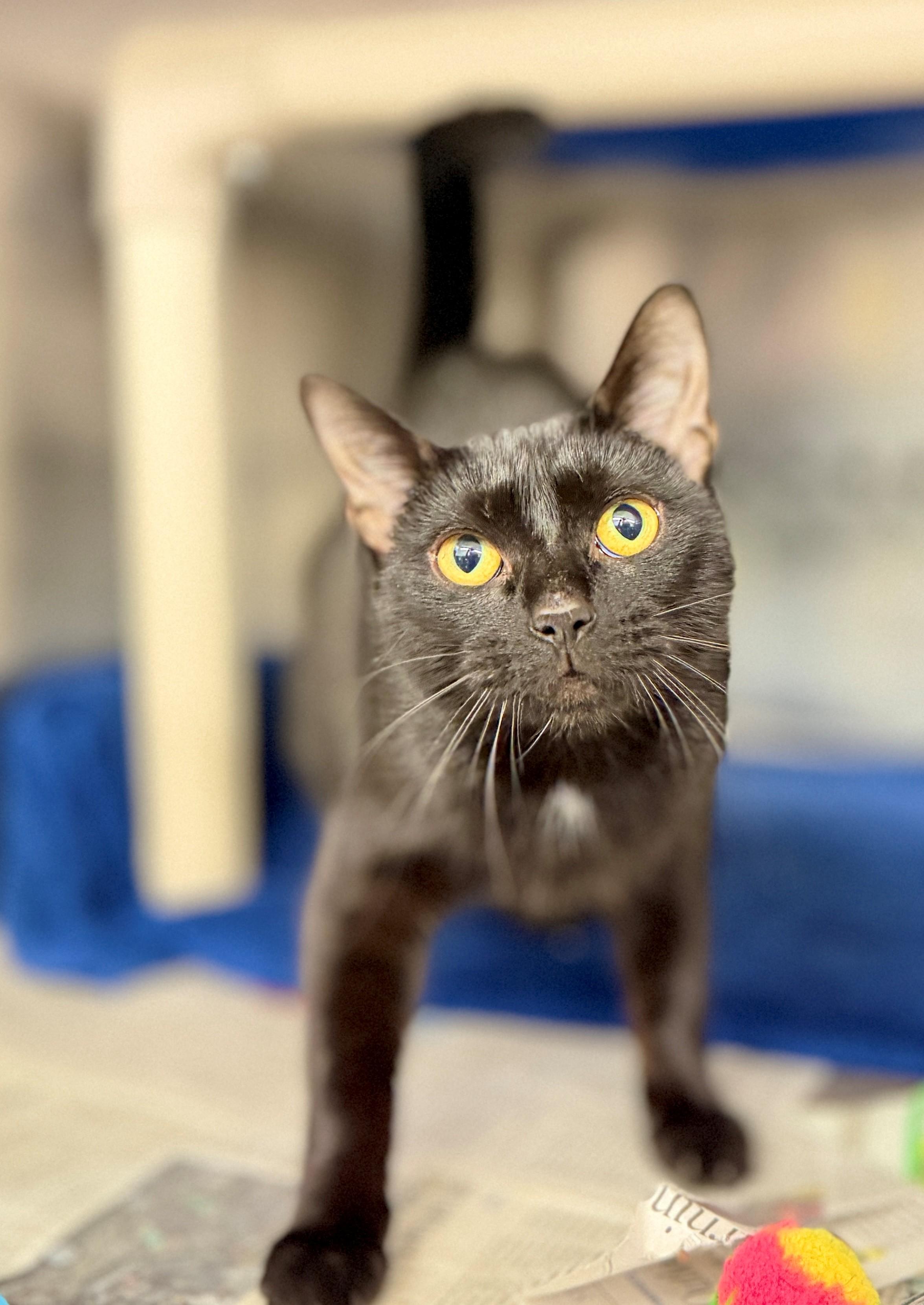Enlarge Vanilla Bean, a Adoptable Domestic Short Hair in Hamilton, ON image 3/3