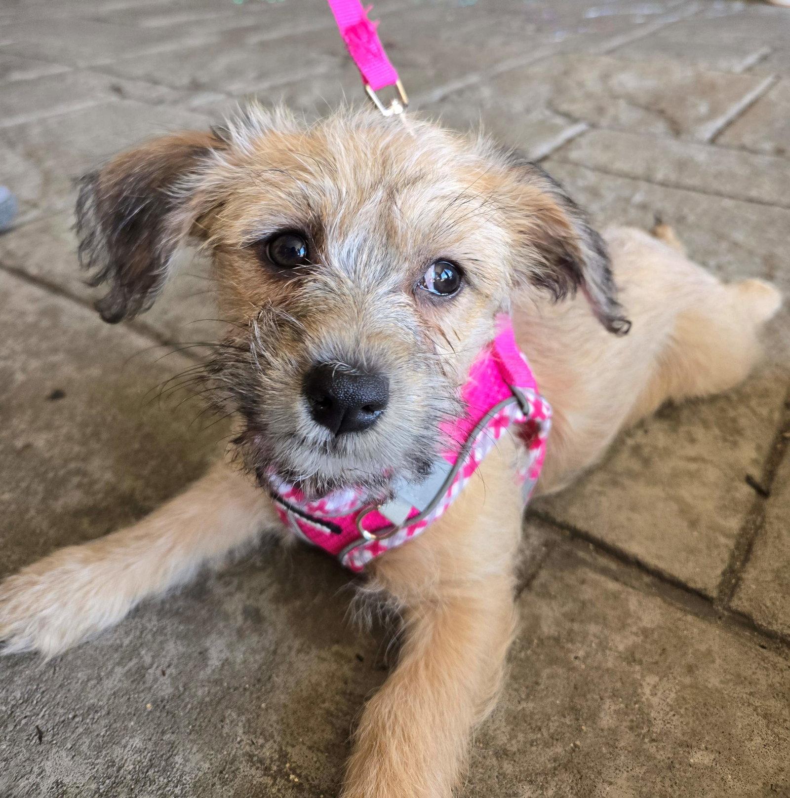 Tulip, Adoptable, Puppy Female Terrier.