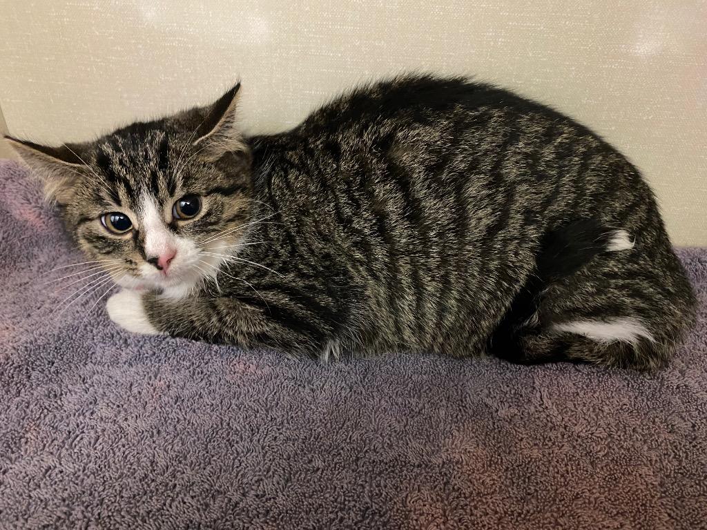 Enlarge Dewdrop, a Adoptable mixed breed in Winnipeg, MB image 1/1