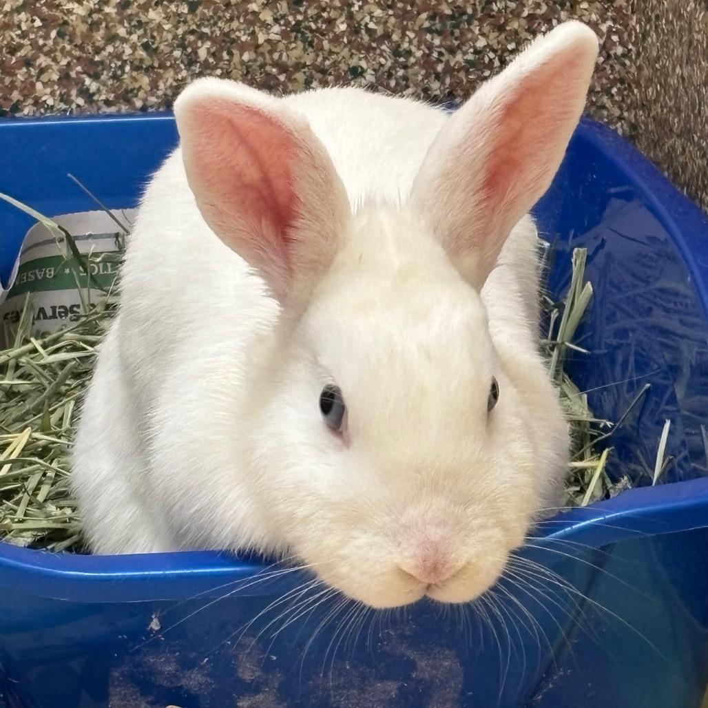 Enlarge Wanda-In Foster-See My Video!, a Adoptable American in Springfield, MA image 1/2