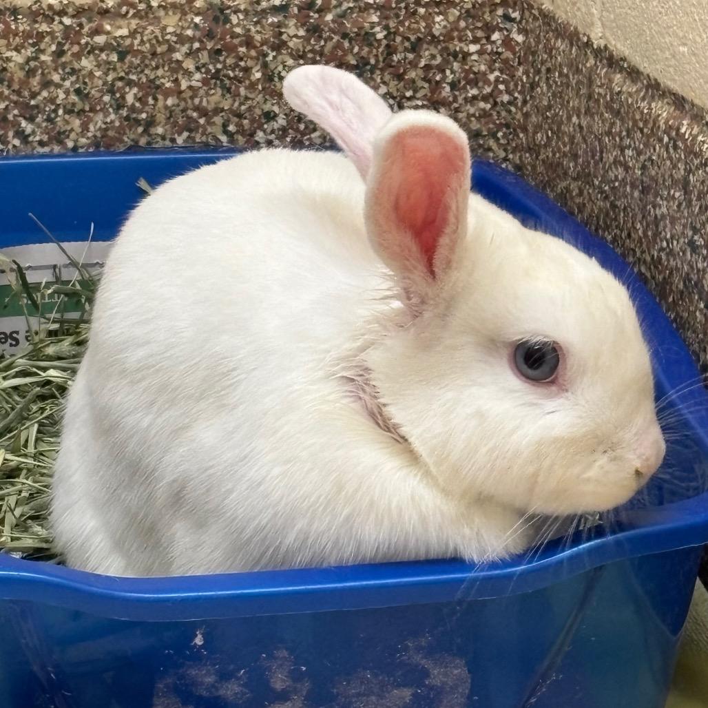 Enlarge Wanda-In Foster-See My Video!, a Adoptable American in Springfield, MA image 2/2