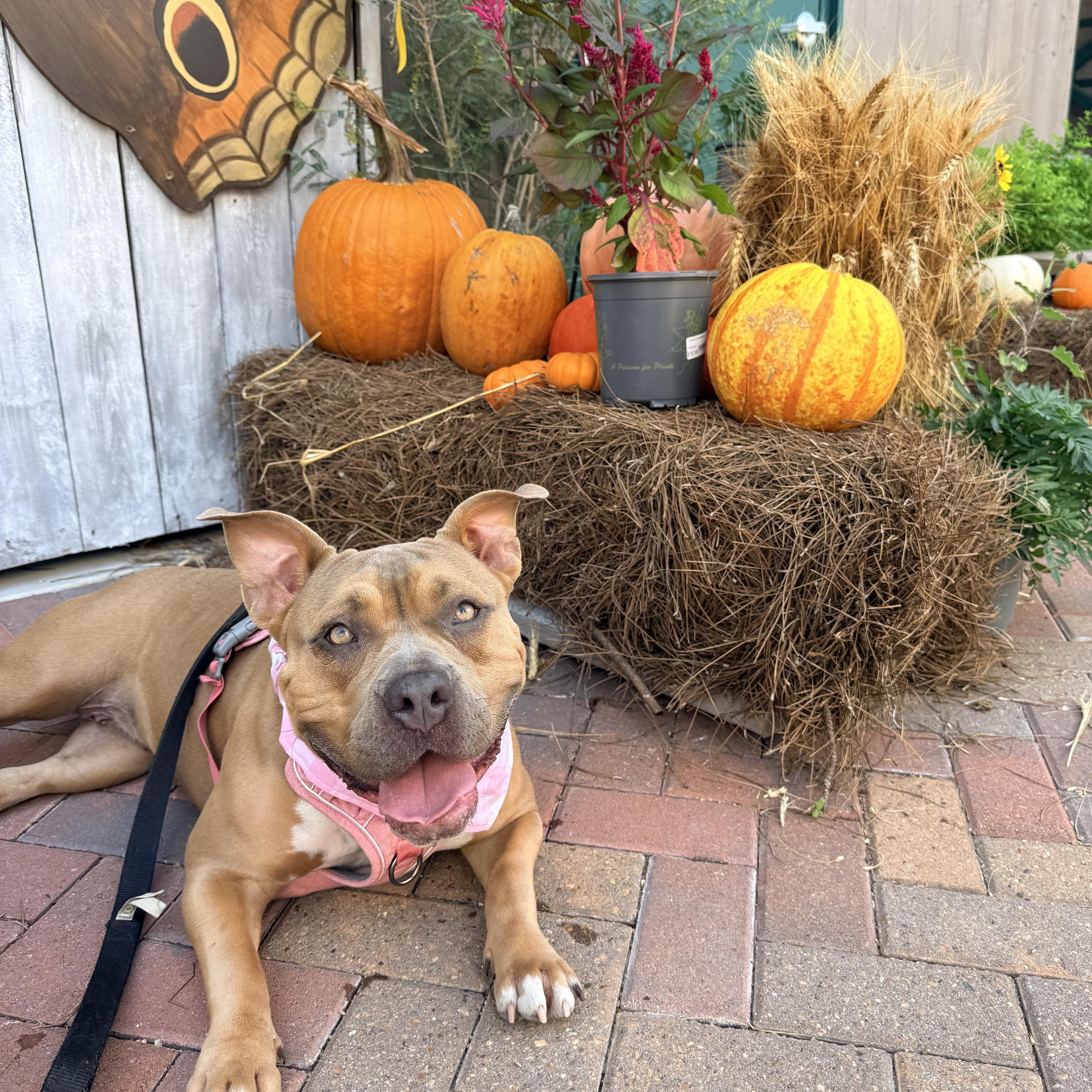Enlarge Short-Stack, a Adoptable mixed breed in Portage, WI image 4/6