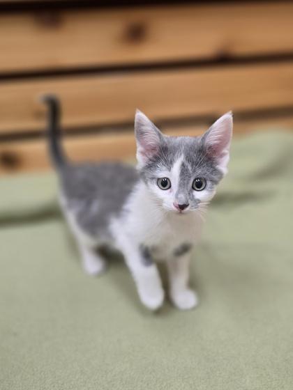 Enlarge Jade, a Adoptable mixed breed in Woodstock, IL image 1/4