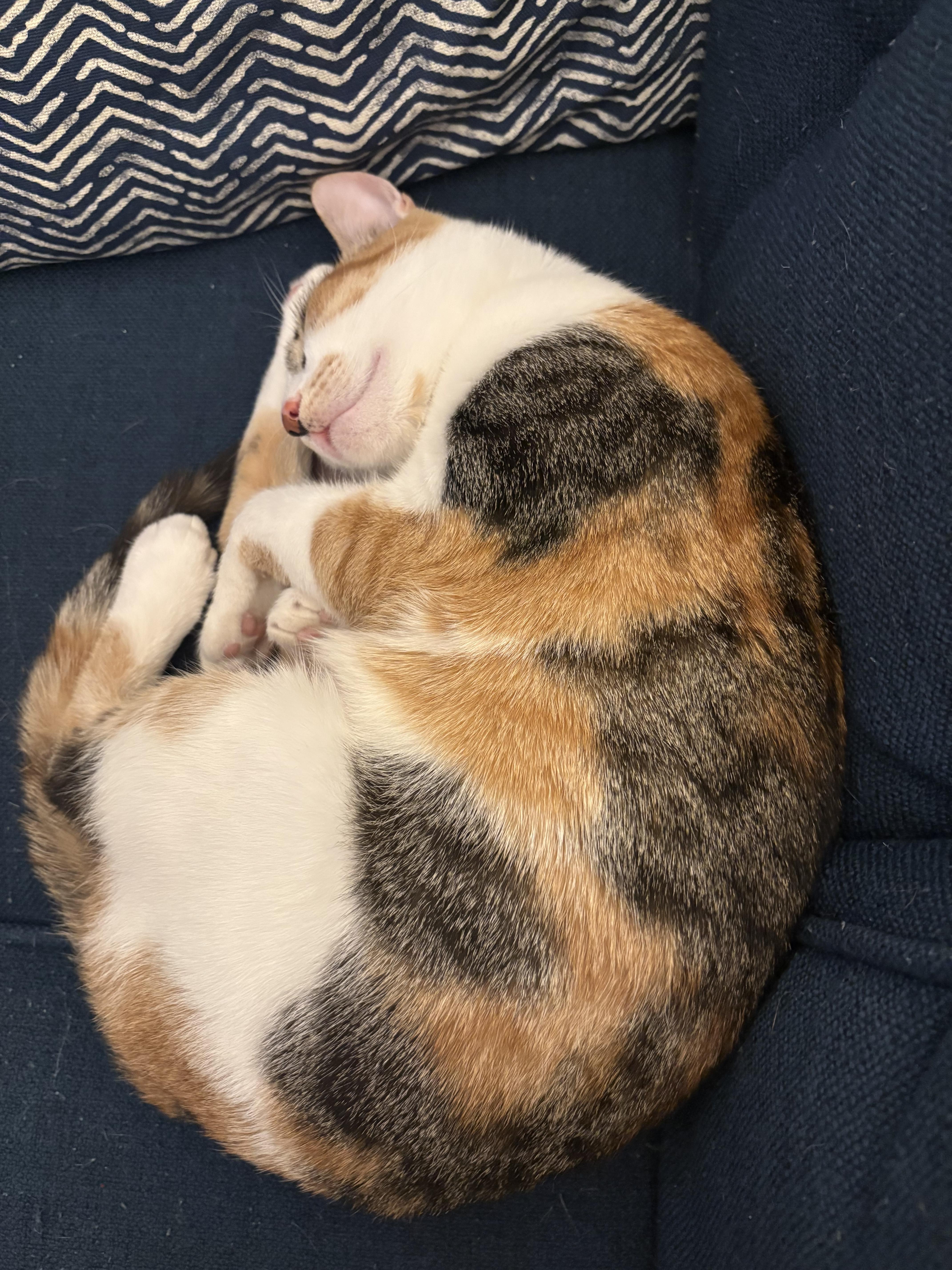 Enlarge Cheeto , an adopted Domestic Short Hair in Bellmawr, NJ image 4/5