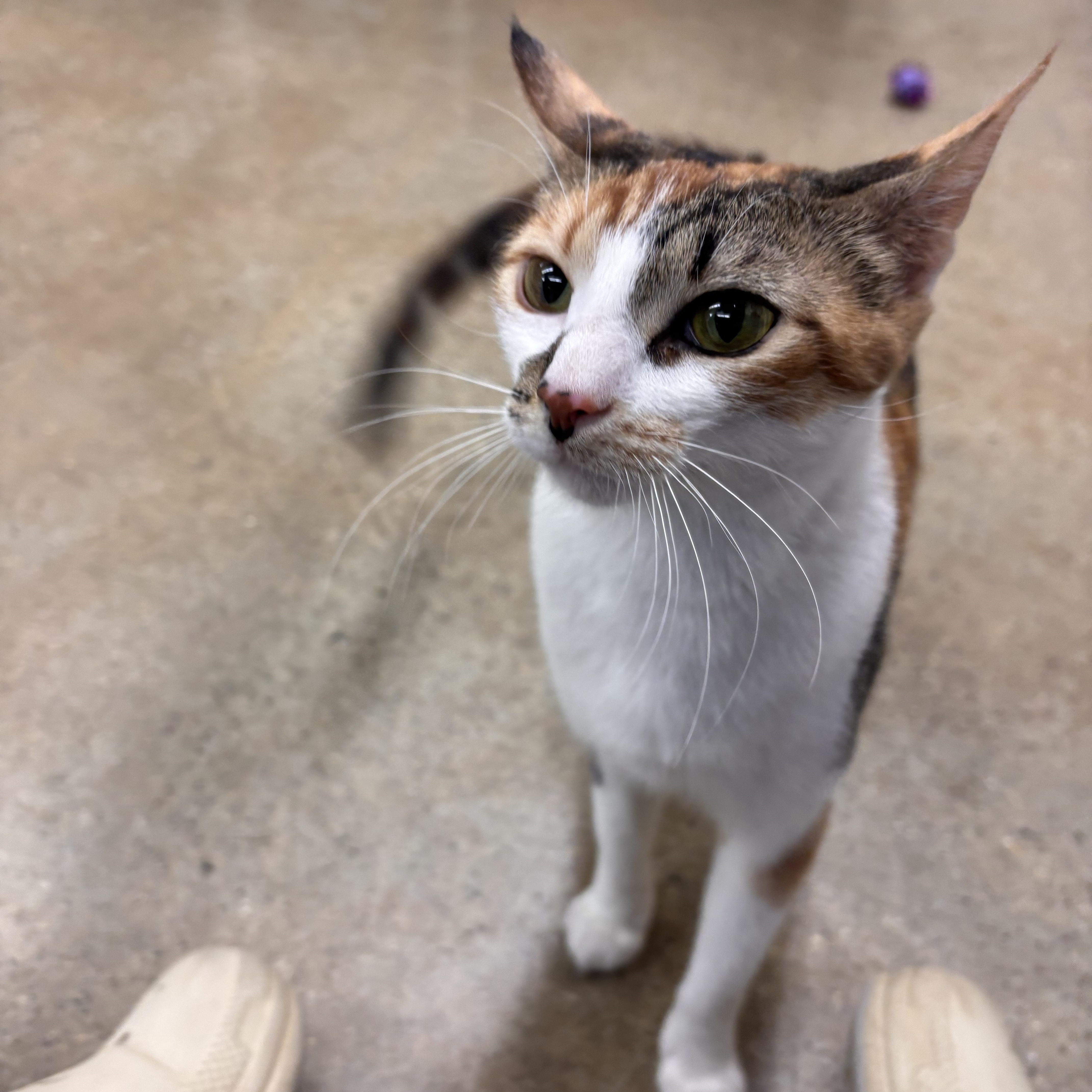 Enlarge Cheeto , an adopted Domestic Short Hair in Bellmawr, NJ image 2/5