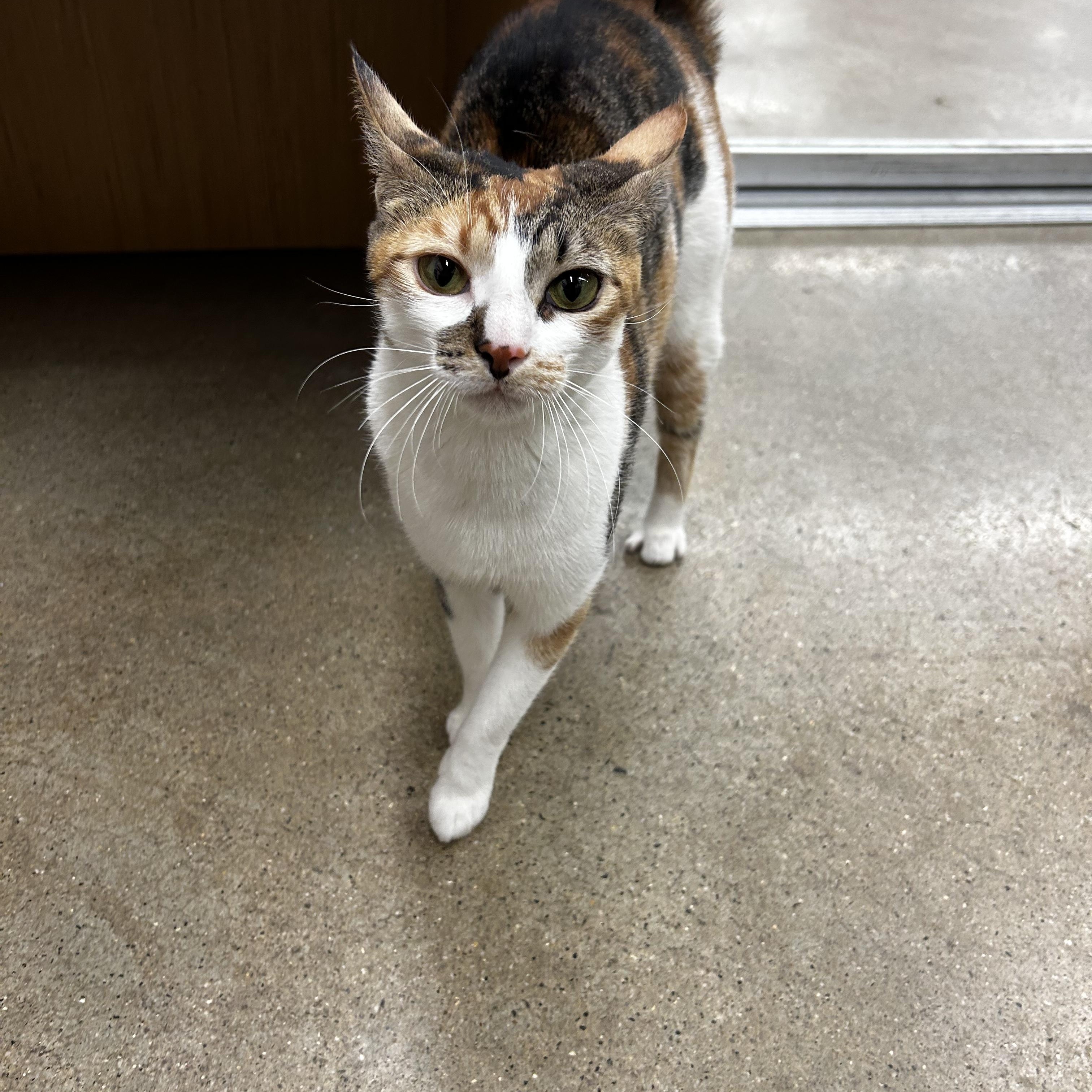 Enlarge Cheeto , an adopted Domestic Short Hair in Bellmawr, NJ image 3/5