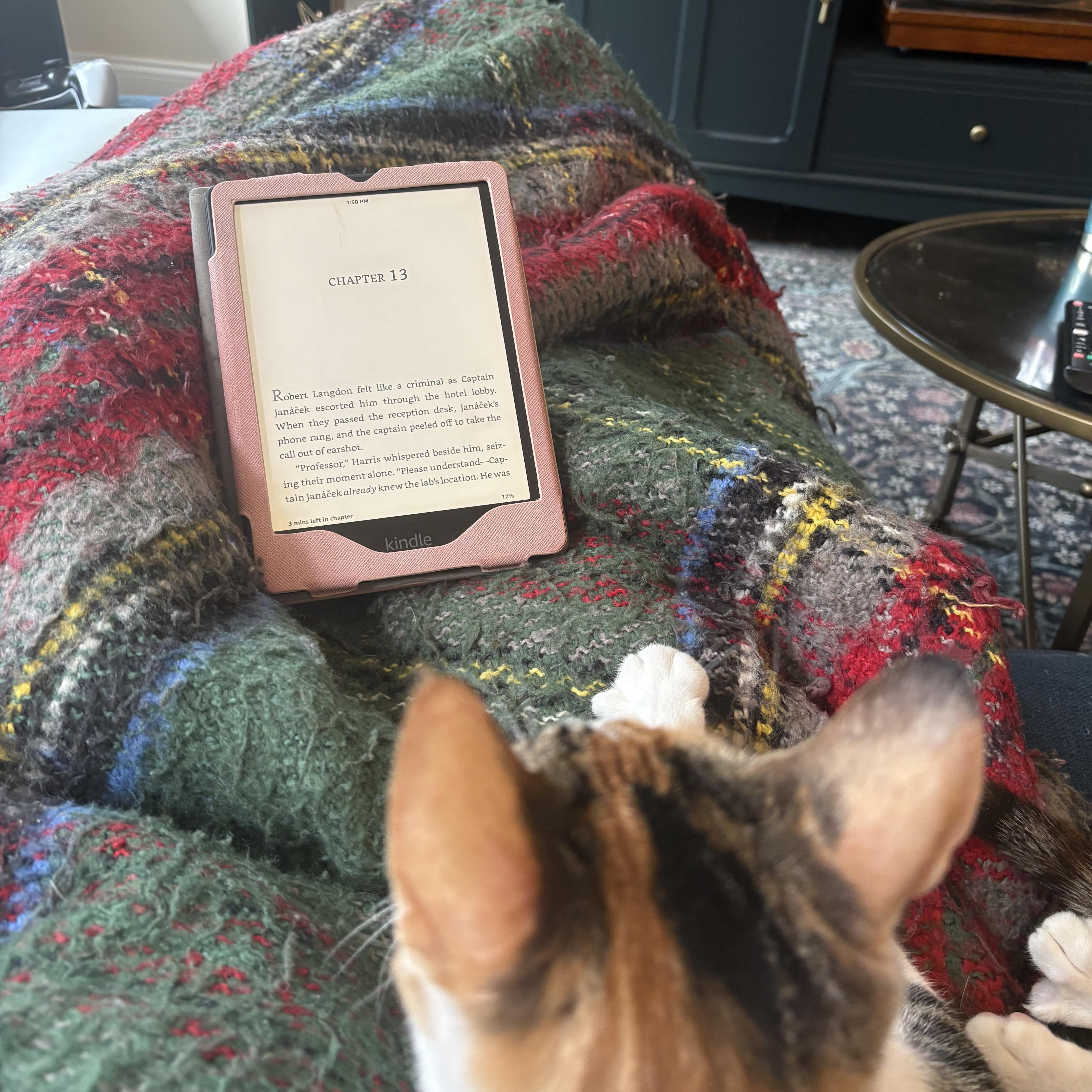 Enlarge Cheeto , an adopted Domestic Short Hair in Bellmawr, NJ image 5/5