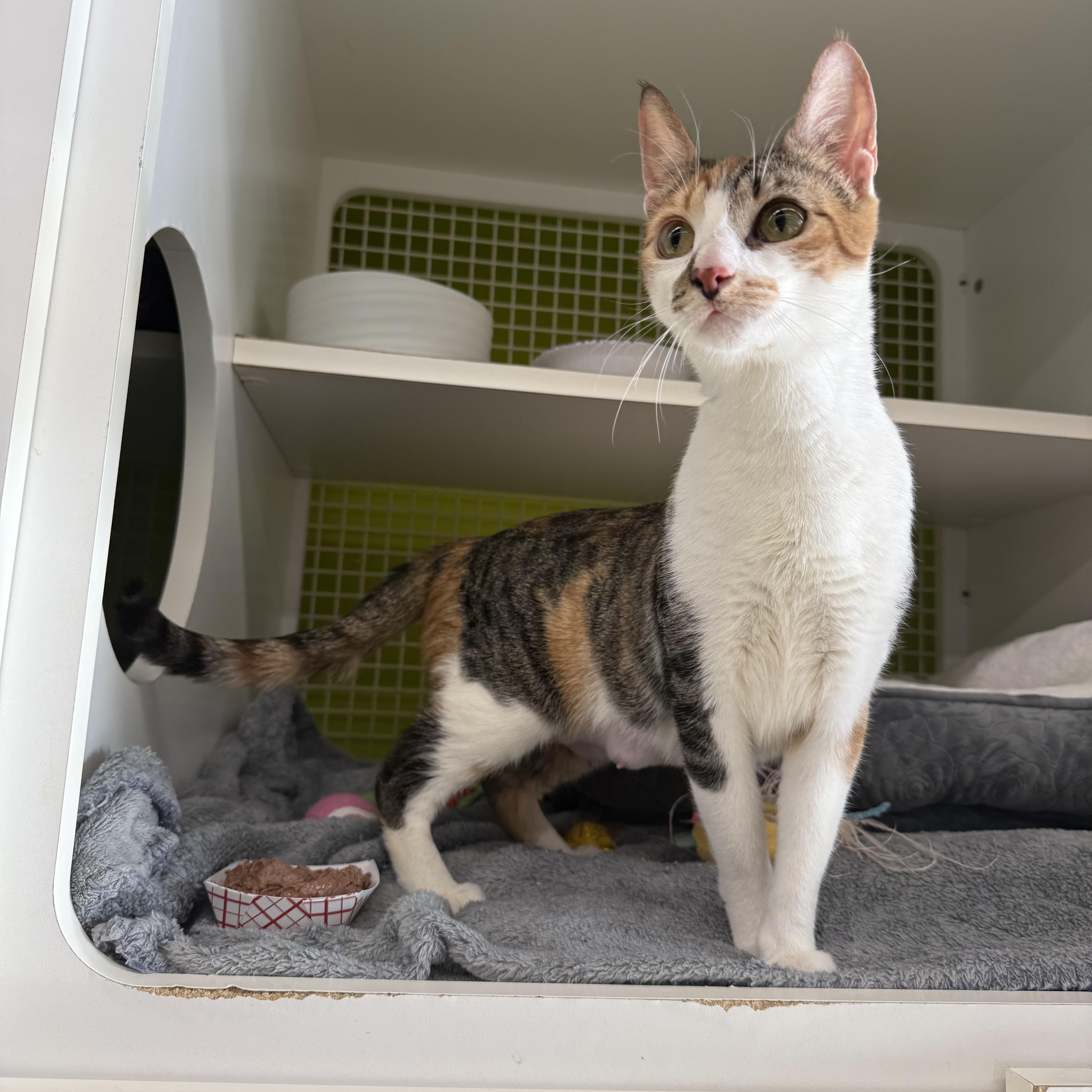 Enlarge Cheeto , an adopted Domestic Short Hair in Bellmawr, NJ image 1/5