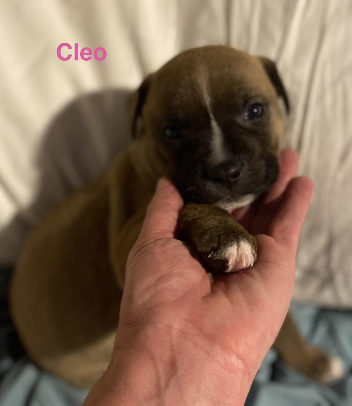 Cleo, ADOPTABLE, Puppy Female Labrador Retriever.