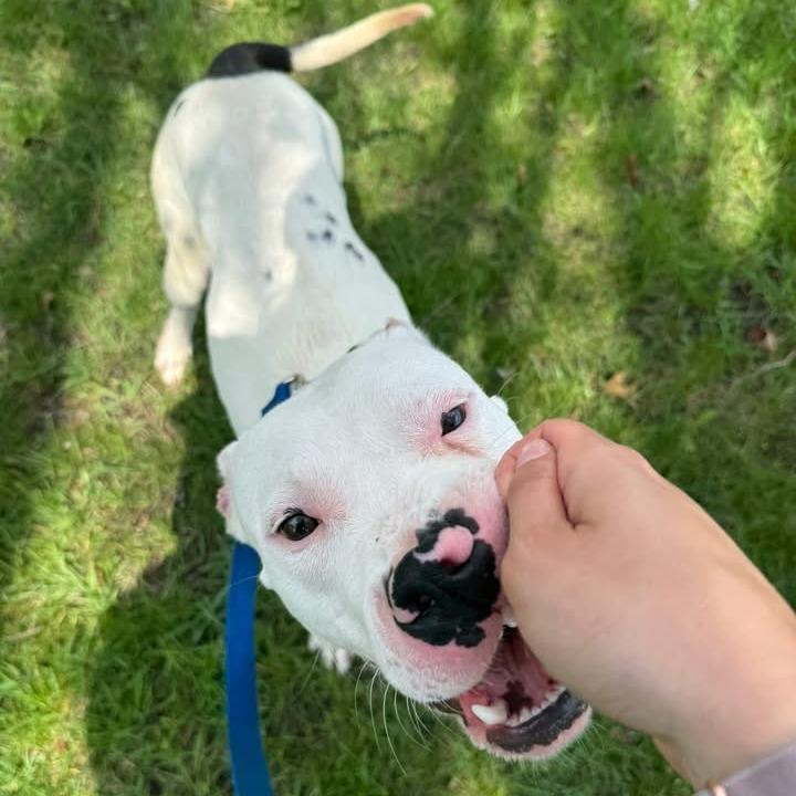 Ziggy, a Adoptable Mixed Breed in Naperville, IL image 1/4